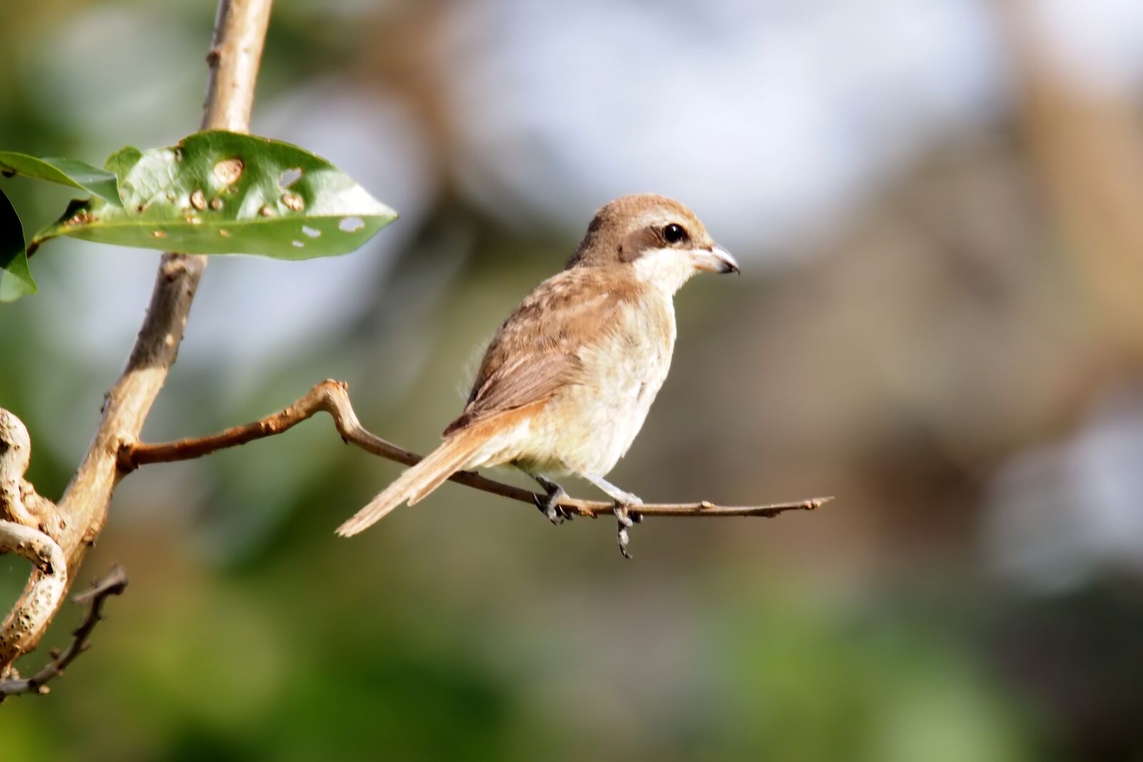 Tokina SD 400mm f/5.6 sample photo. Juvenile brown shrike, wild photography