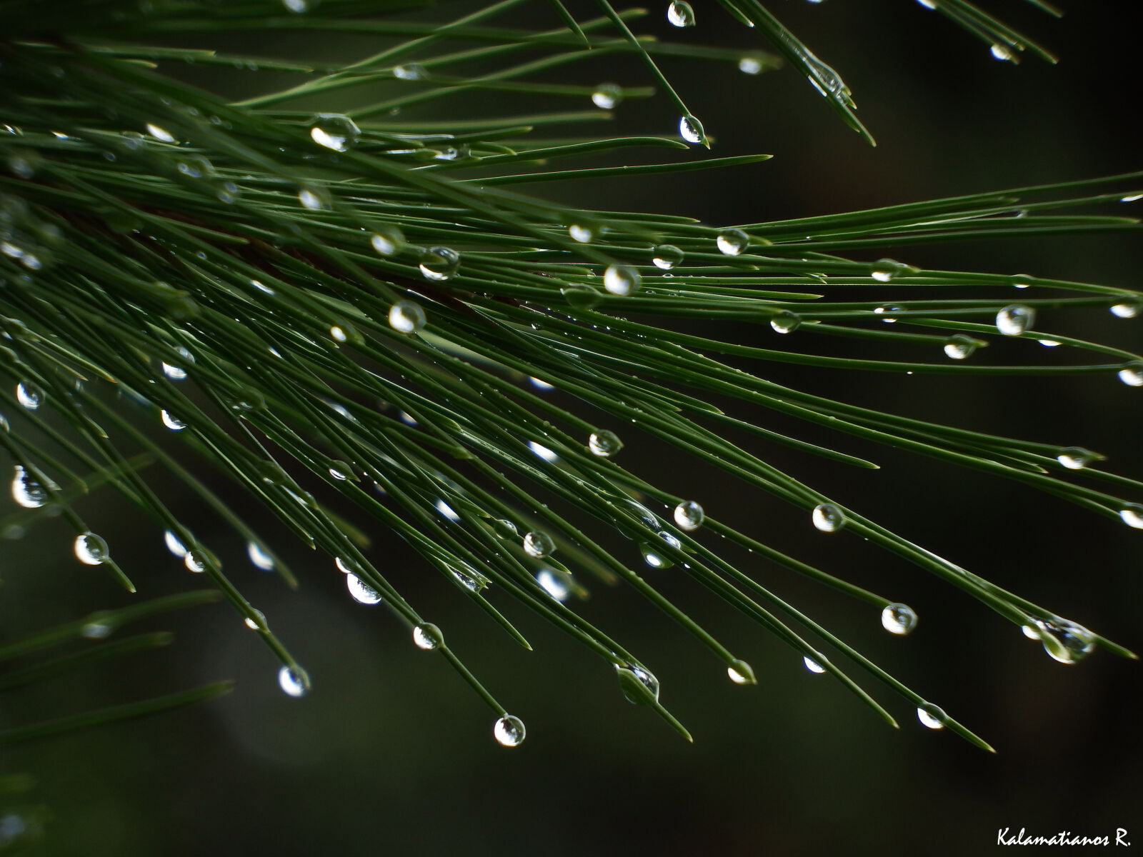 Fujifilm FinePix S1 sample photo. Drop, drops, leaves, pine photography