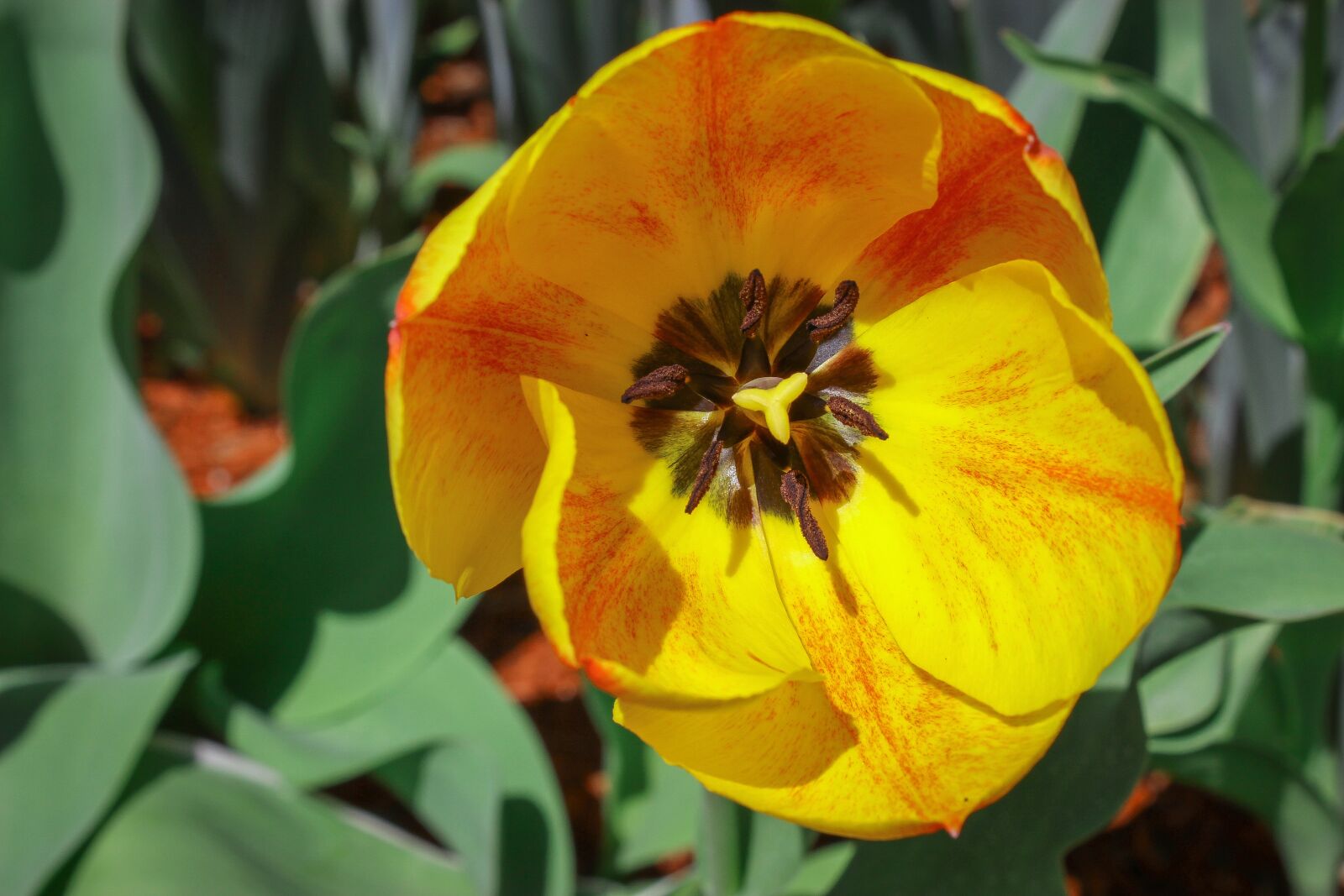 Canon EOS 600D (Rebel EOS T3i / EOS Kiss X5) sample photo. Flower, garden, nature photography