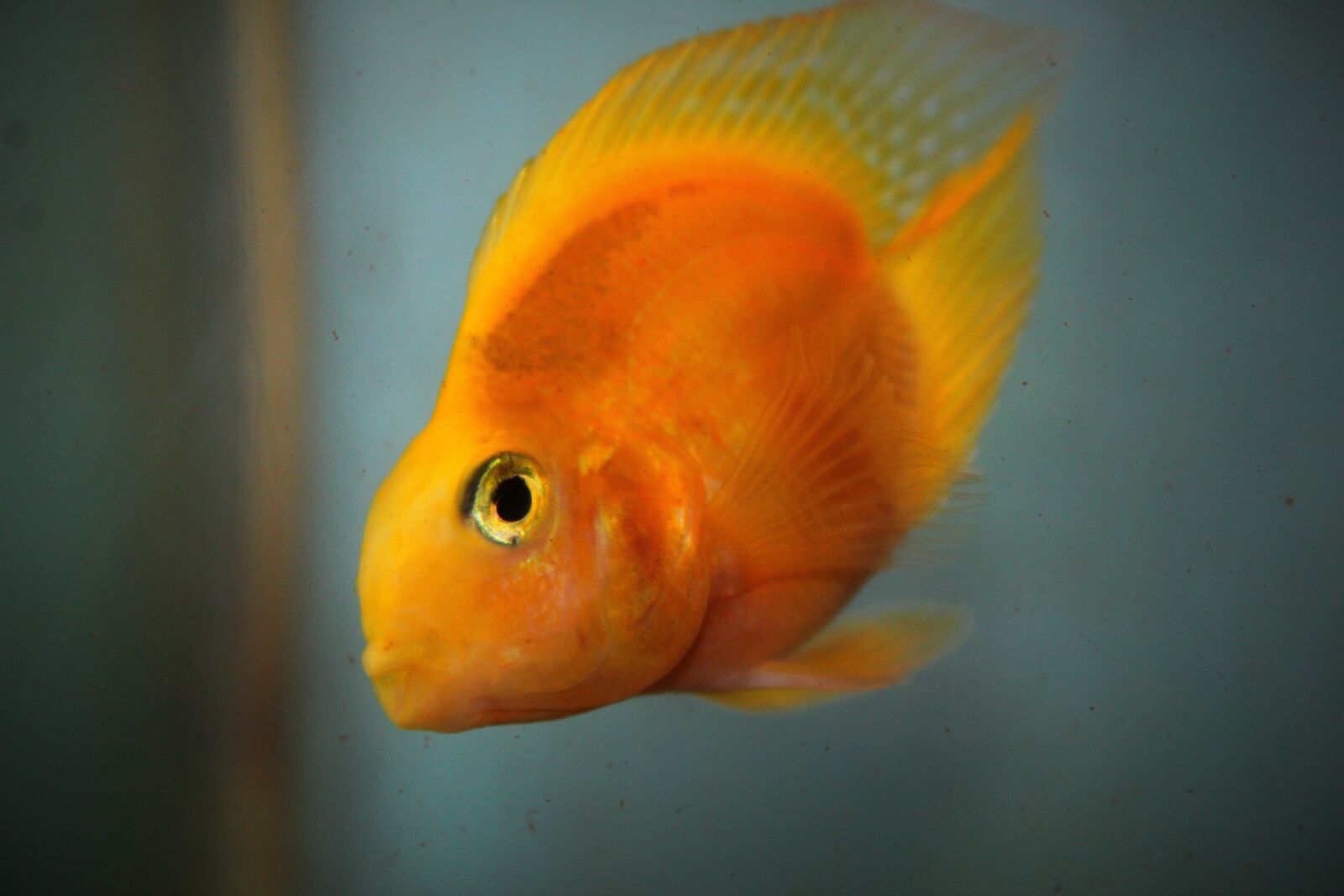 Canon EOS 1300D (EOS Rebel T6 / EOS Kiss X80) sample photo. Fish, parrot fish, aquarium photography