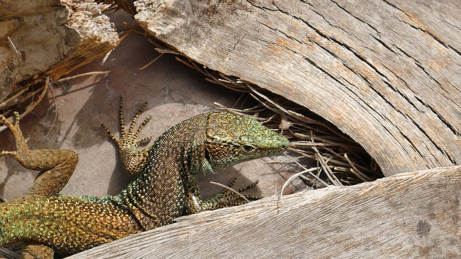Panasonic Lumix DMC-FZ1000 sample photo. Animal, lizard, reptile photography