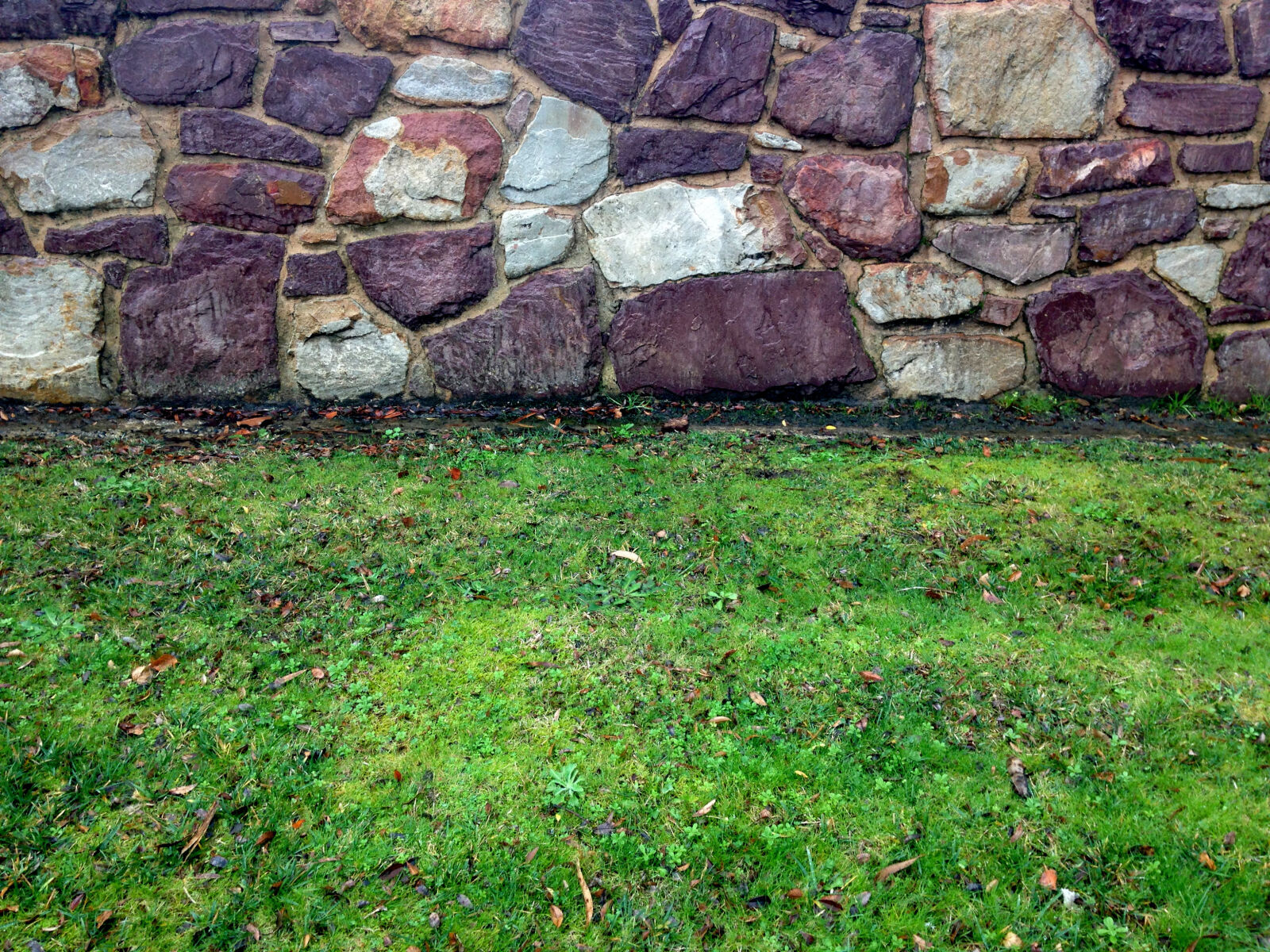iPhone 5c back camera 4.12mm f/2.4 sample photo. Abstract, grass, green, lawn photography