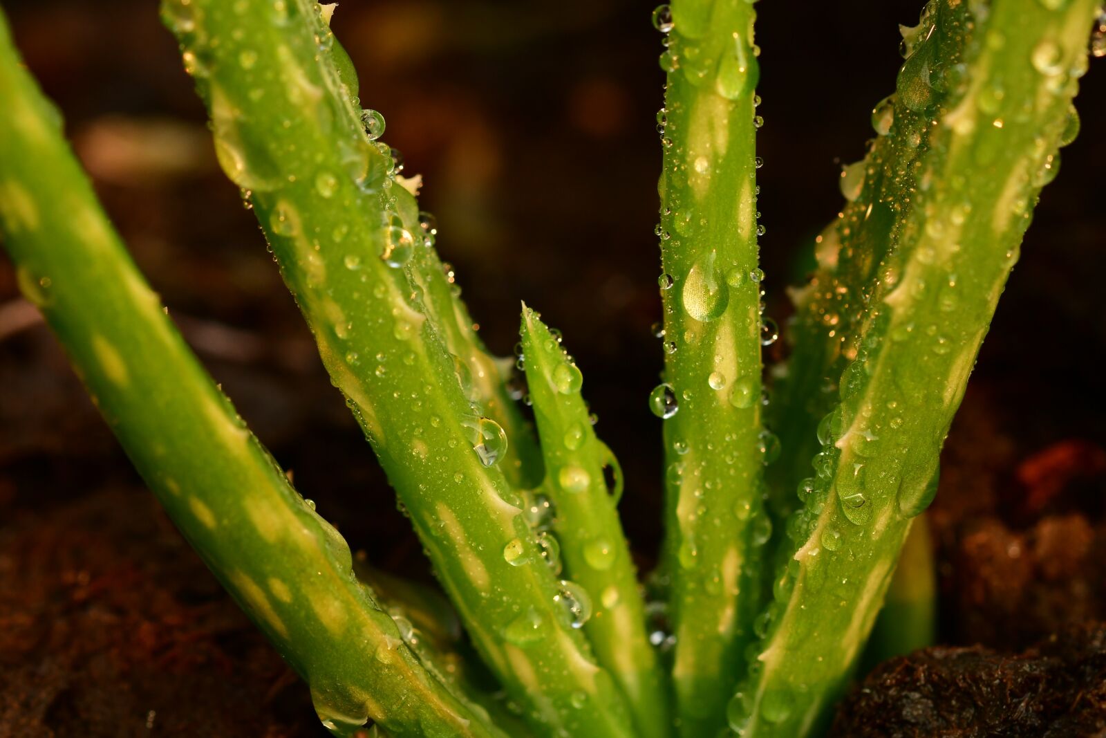 Nikon D500 sample photo. Aloe vera, succulent, plant photography