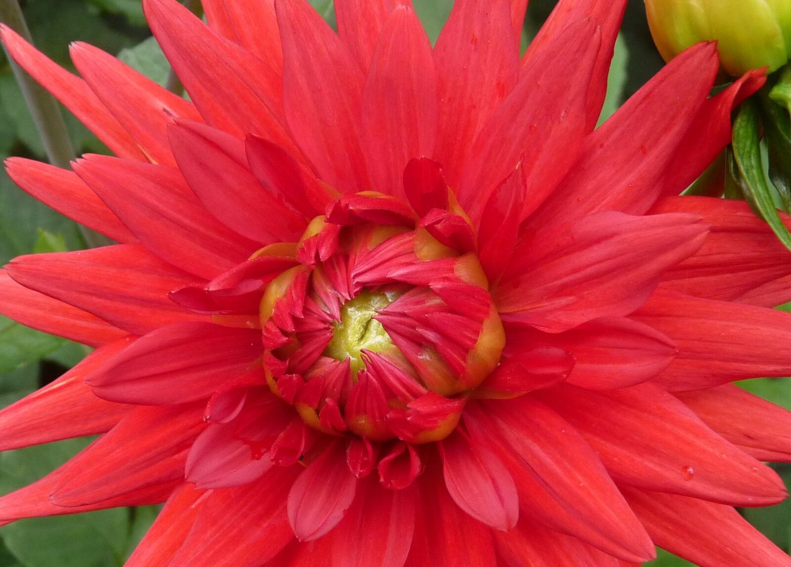 Panasonic Lumix DMC-FZ28 sample photo. Flower, red, detail photography