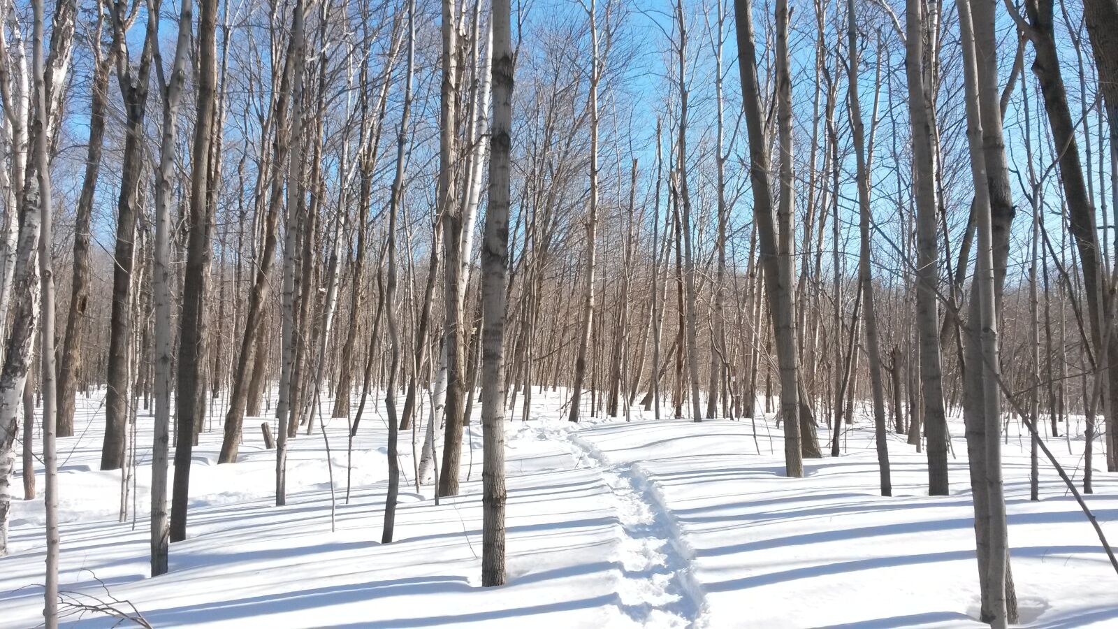 Samsung Galaxy S4 Mini sample photo. Wood, snow, winter photography