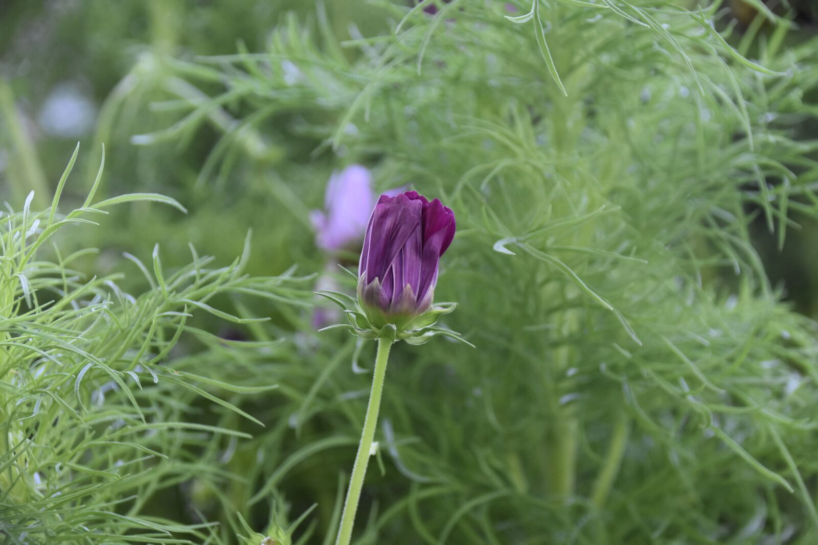 Nikon D5600 sample photo. Flower, flowers cosmos, flower photography