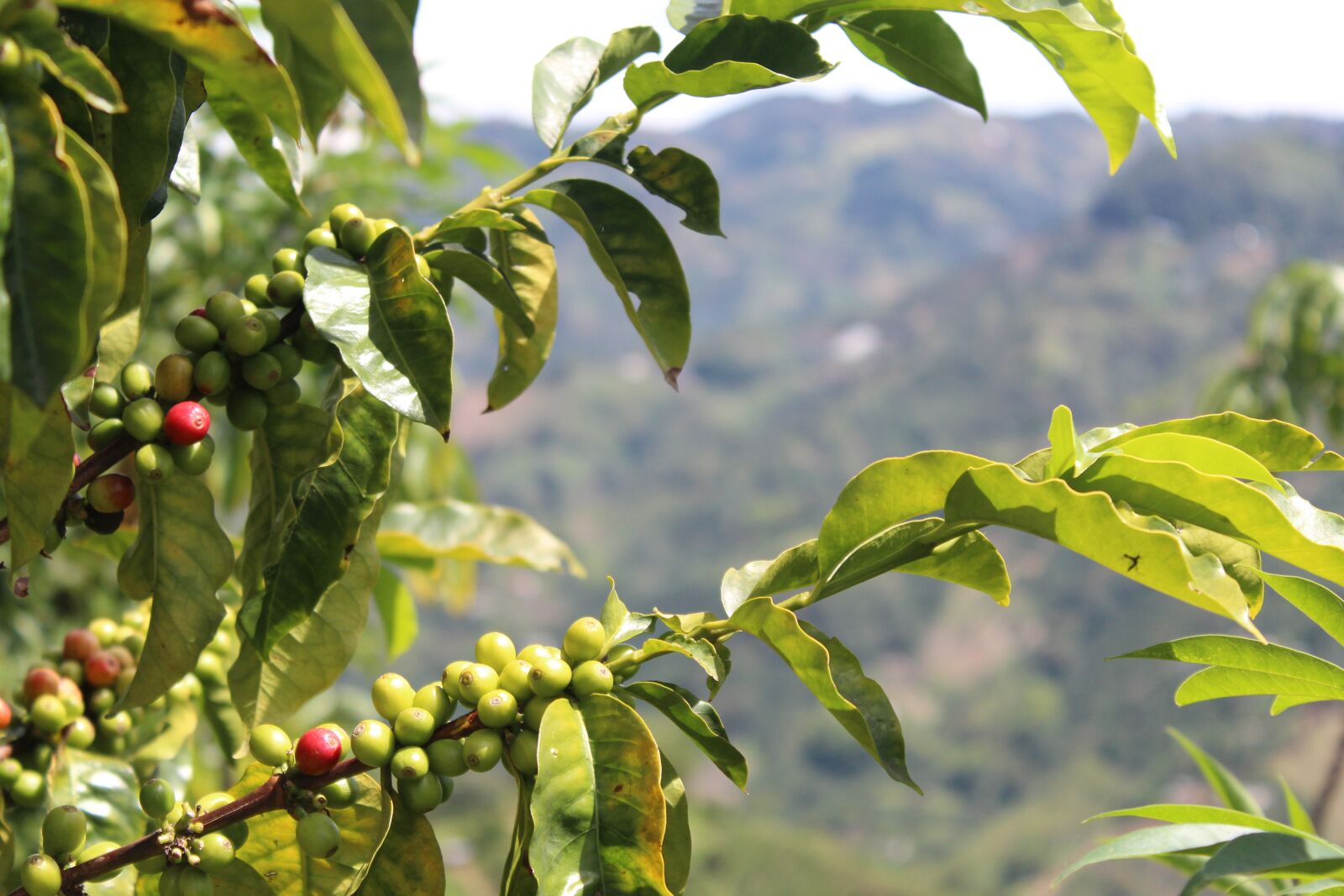 Canon EOS 1300D (EOS Rebel T6 / EOS Kiss X80) sample photo. Coffee, mountain, harvest photography