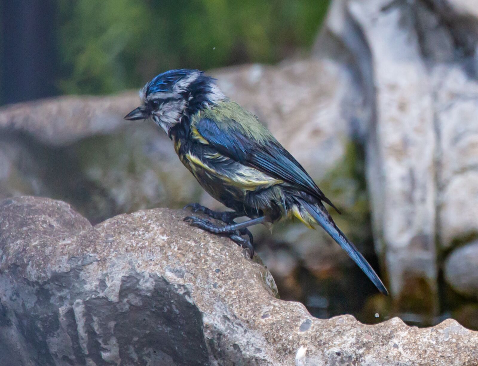 150-600mm F5-6.3 DG OS HSM | Contemporary 015 sample photo. Wet blue tit, wet photography