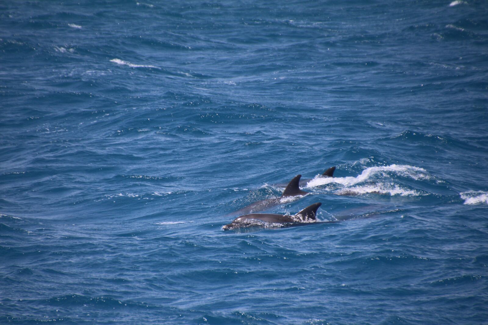 Canon EOS 700D (EOS Rebel T5i / EOS Kiss X7i) sample photo. Dolphins, dolphin school, open photography