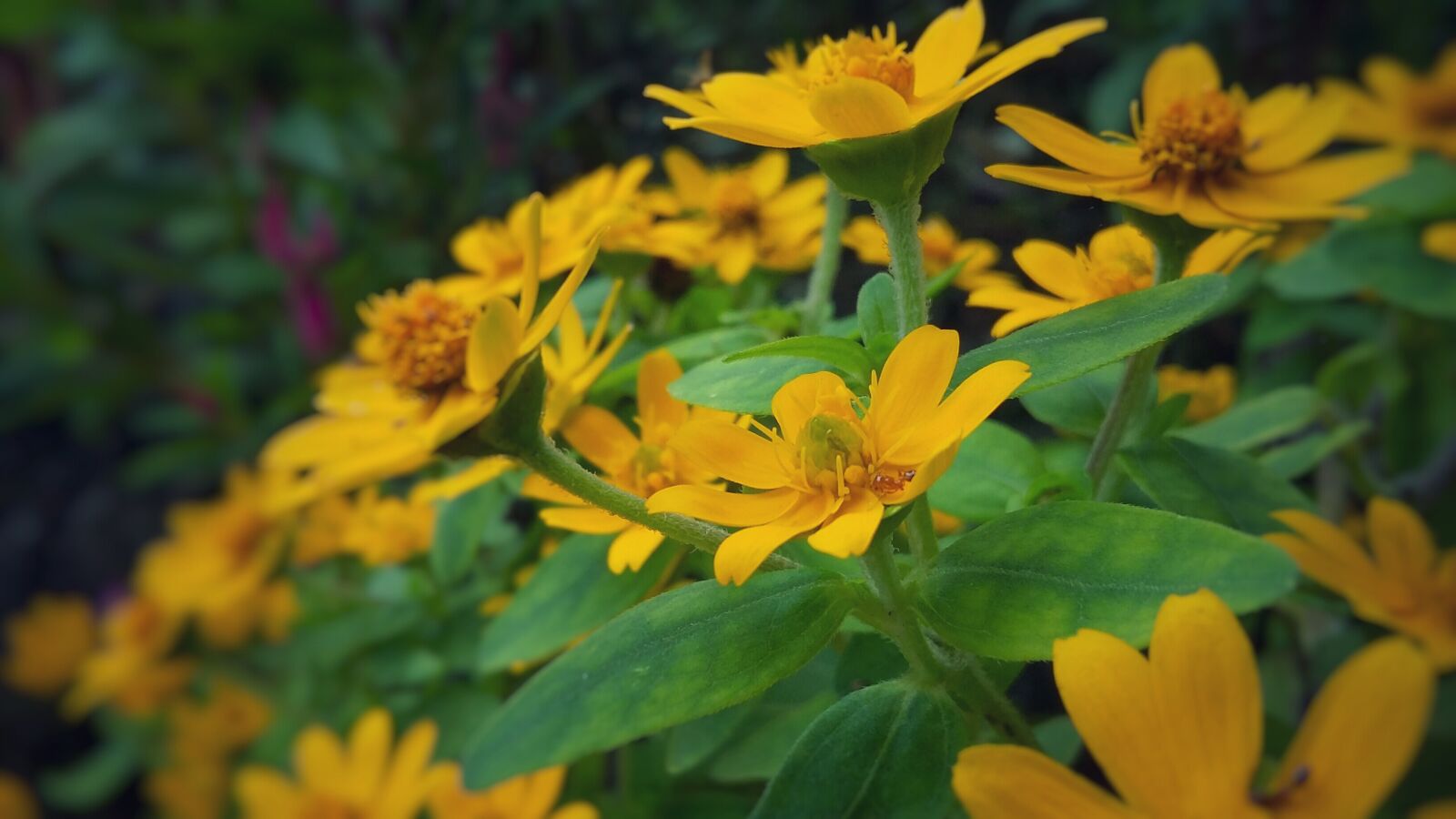 Samsung Galaxy Note5 sample photo. Beautiful, flowers, bunch, of photography