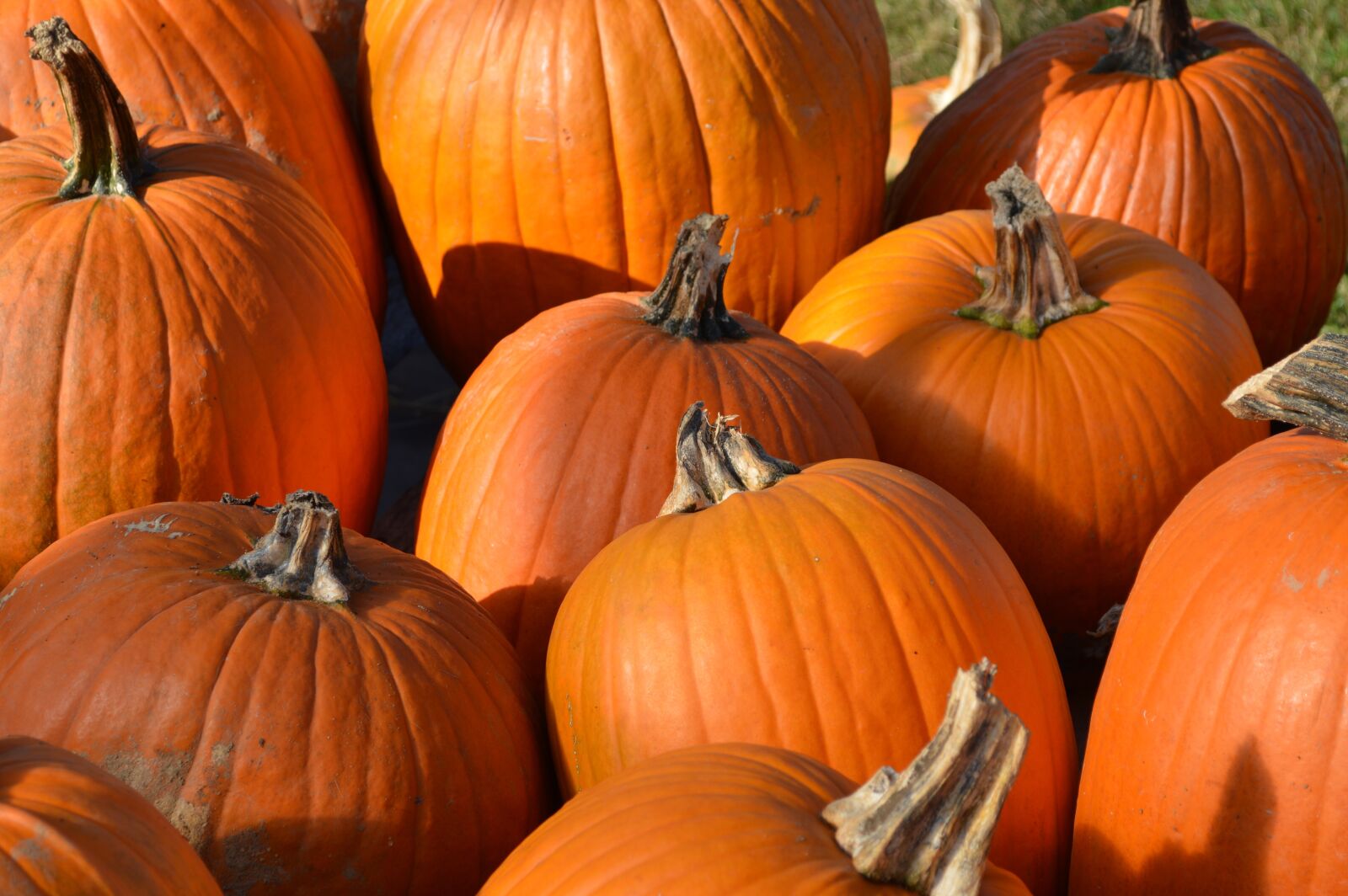 Nikon D3200 sample photo. Pumpkins, orange, autumn photography