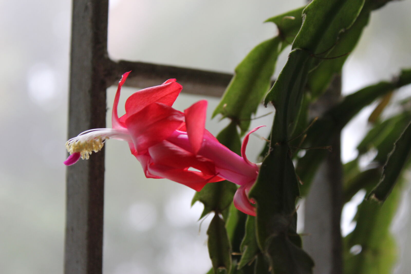 Canon EOS 700D (EOS Rebel T5i / EOS Kiss X7i) sample photo. Click, of, babl photography