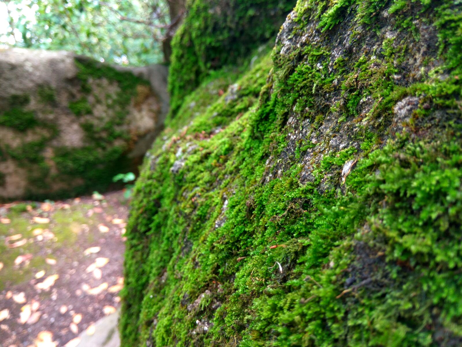 Xiaomi Redmi Note 3 sample photo. Macro, moss, stone photography