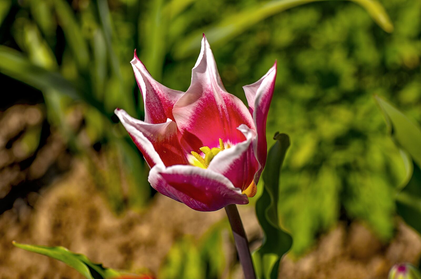 Nikon D7000 sample photo. Tulip, colorful, garden photography