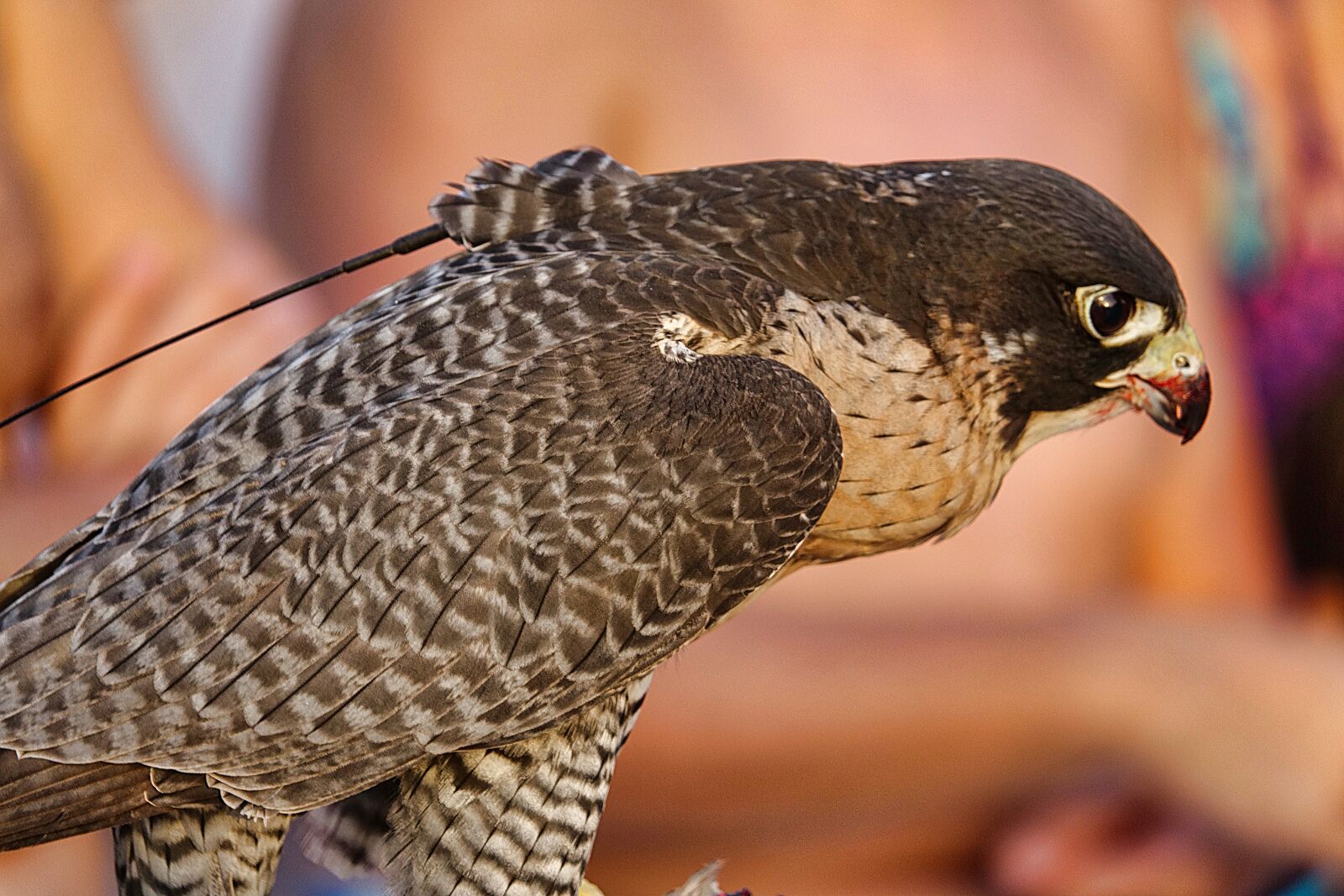 Sony Cyber-shot DSC-RX10 III sample photo. Falcon, bird, animal world photography