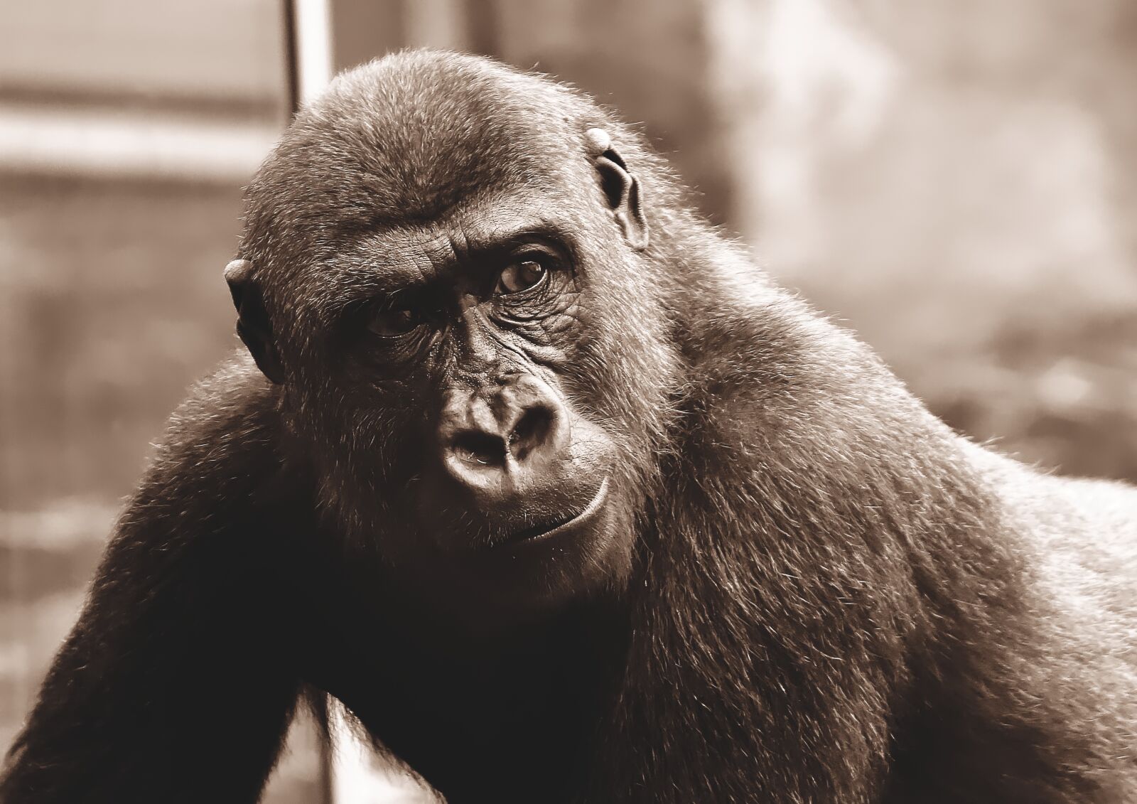 Nikon D7200 sample photo. Gorilla, monkey, animal photography