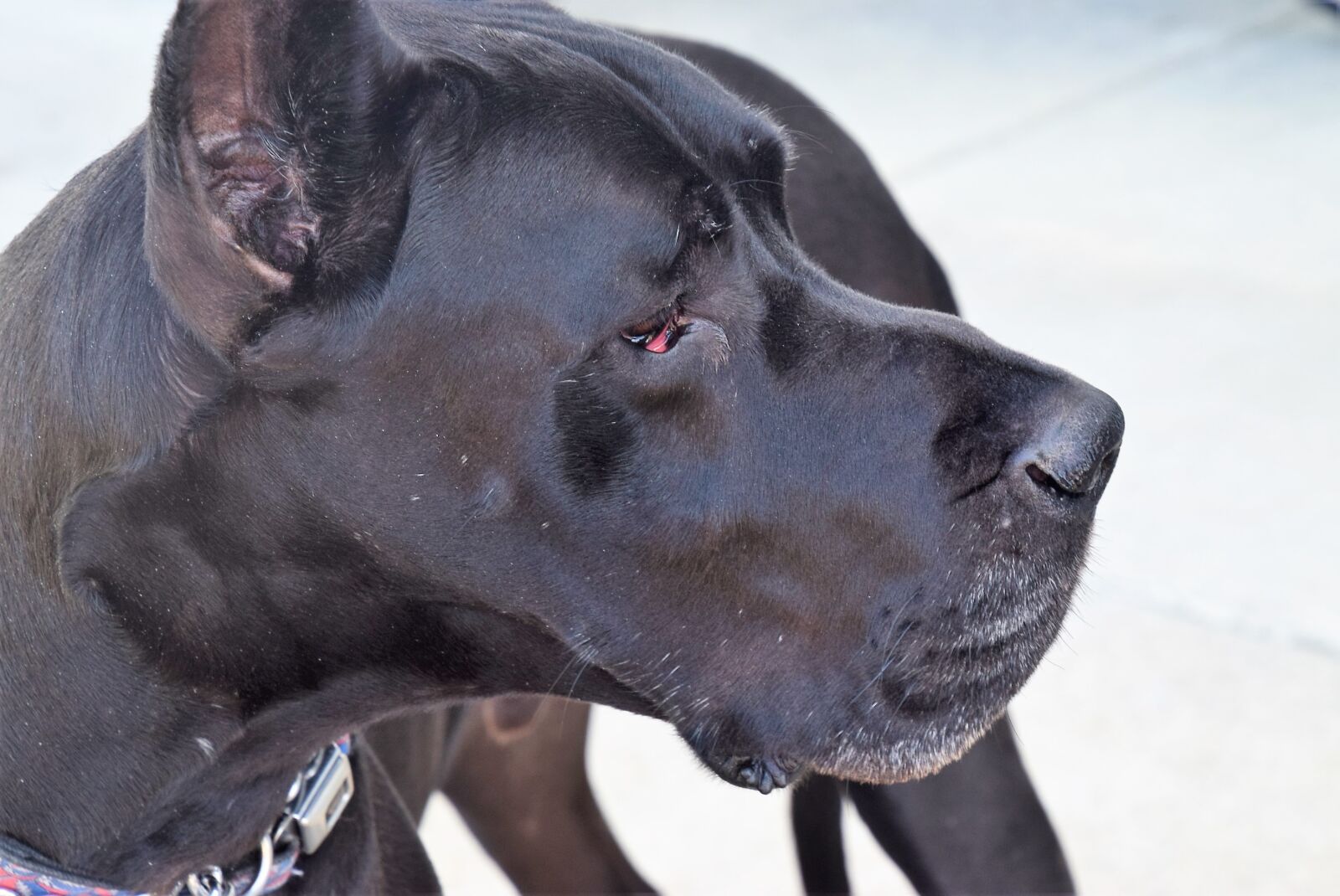Nikon D5300 sample photo. Dog, great dane, pet photography