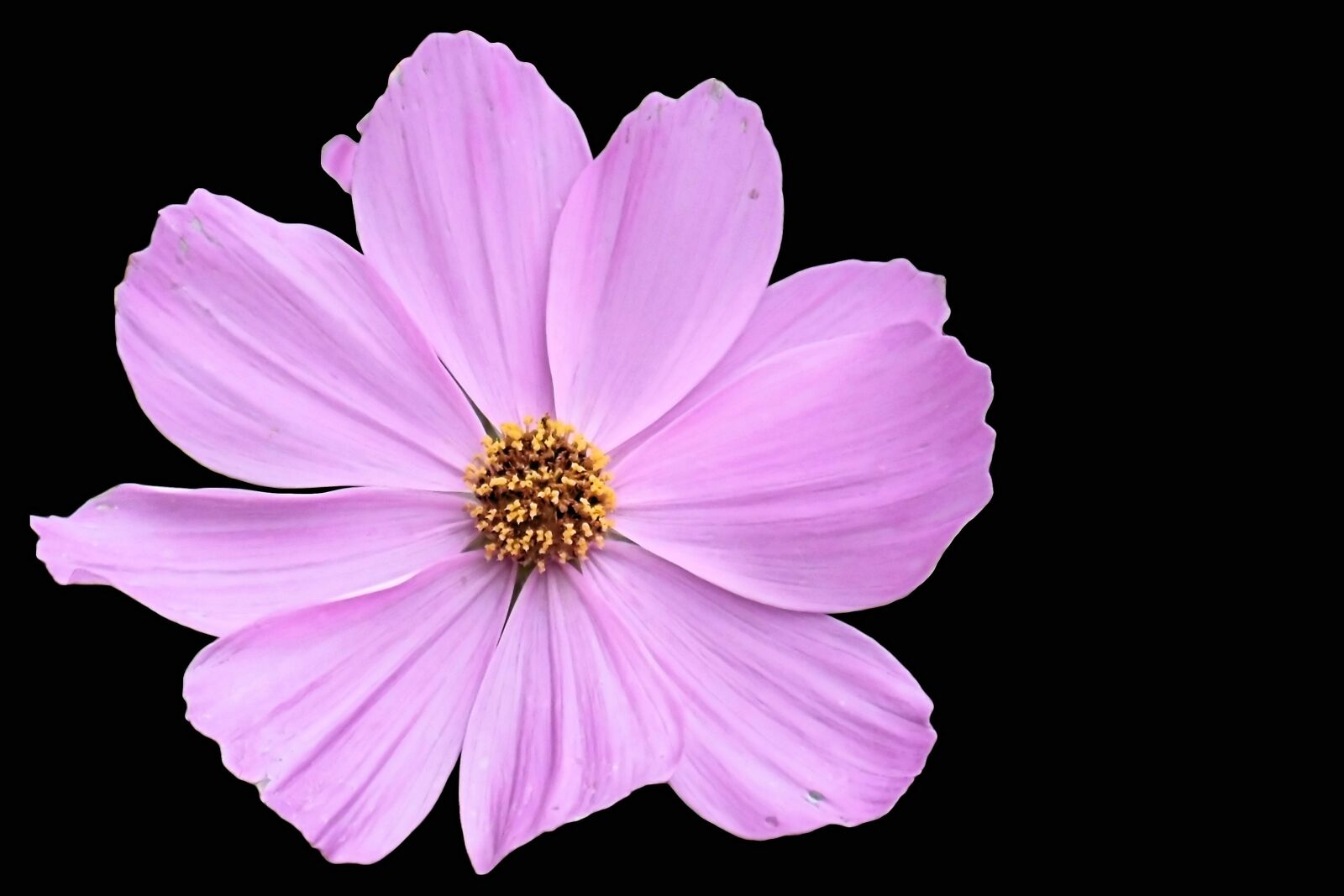 MEDION MD86827 sample photo. Blossom, bloom, pink photography