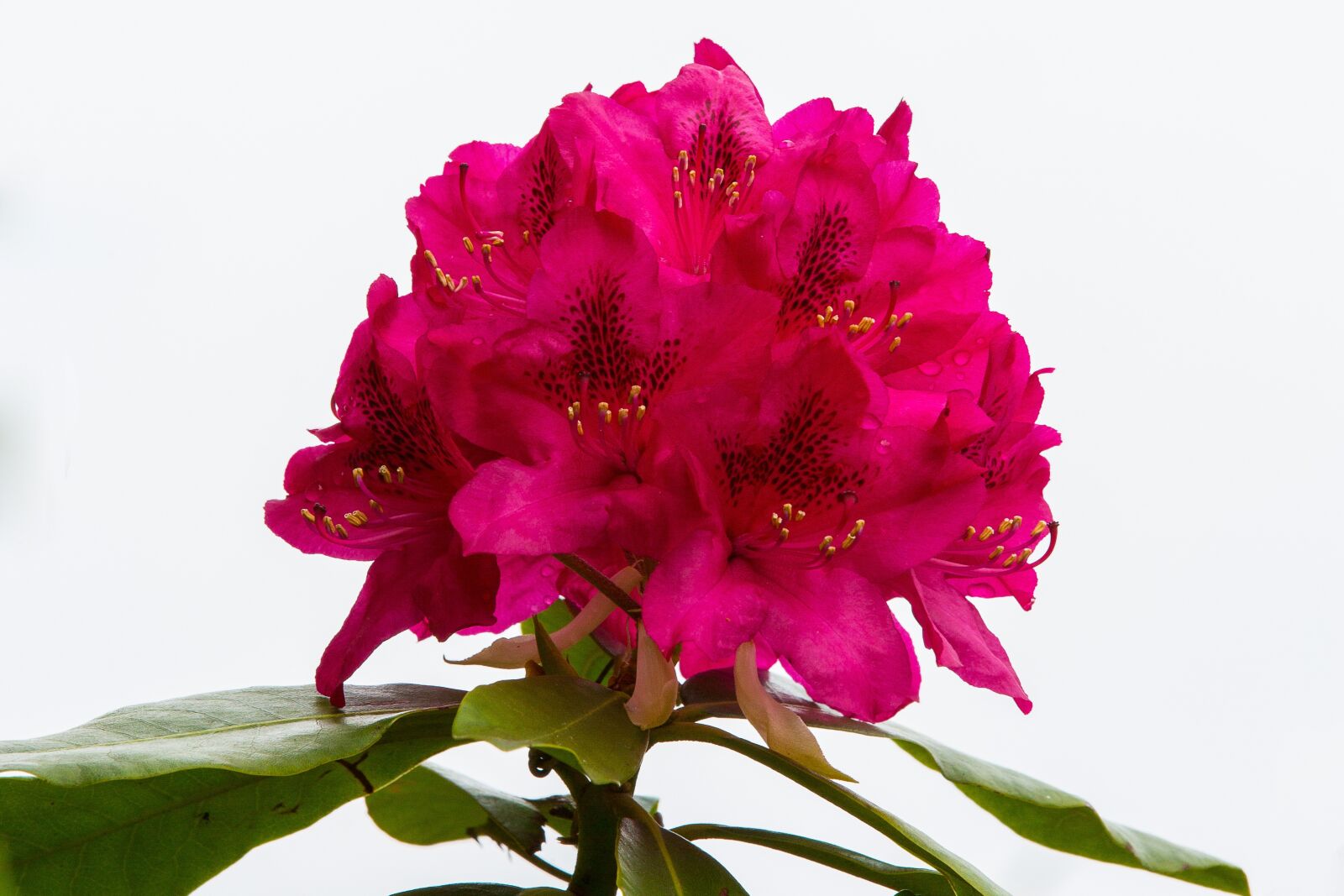 Canon EOS 5D Mark III sample photo. Rhododendron, bush, flowers photography