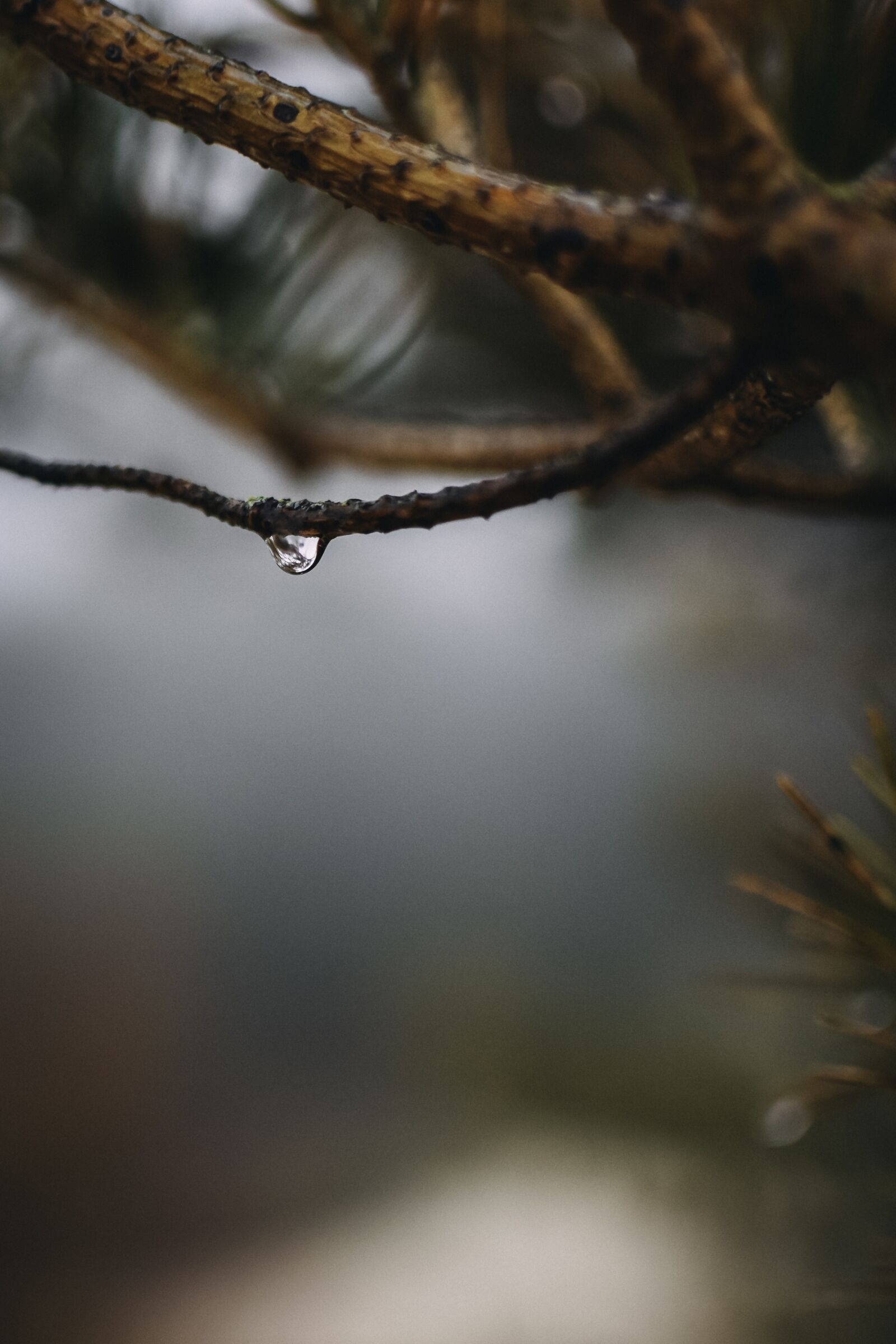 Nikon D7200 sample photo. Drip, raindrop, drop of photography