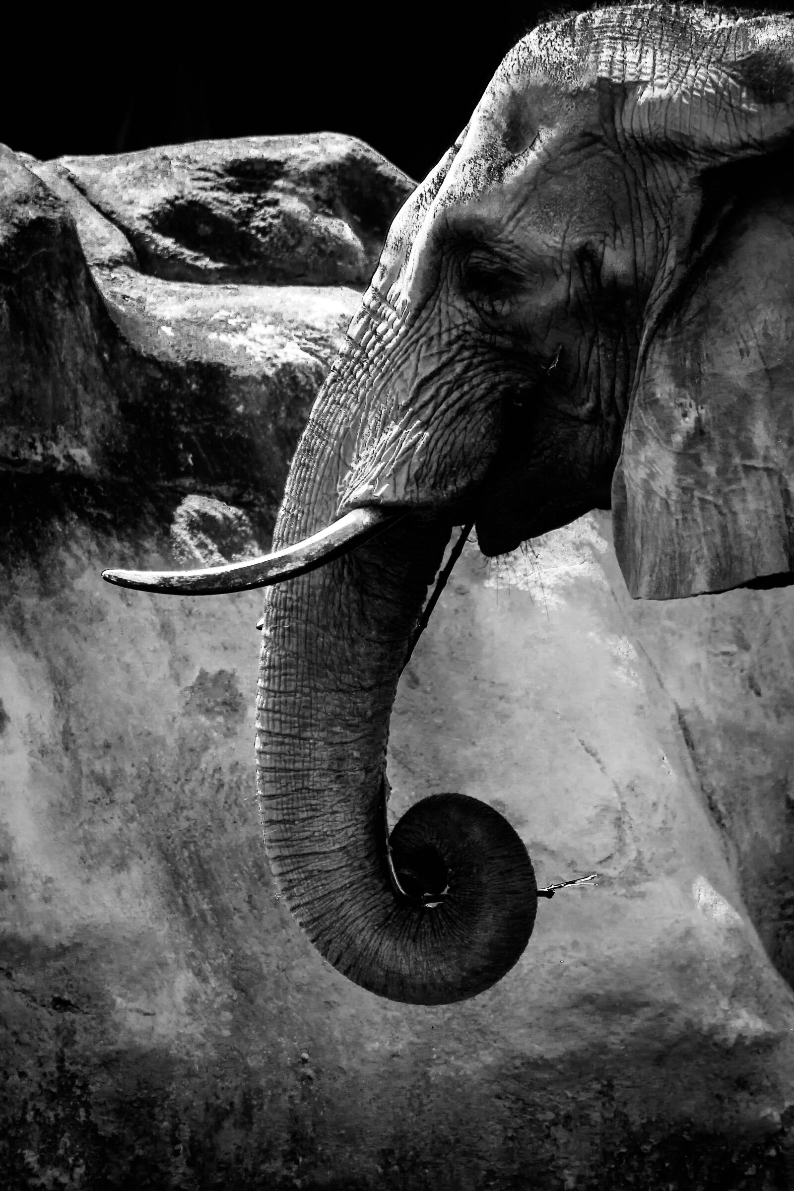 Nikon D5500 sample photo. Elephant, wild, safari photography