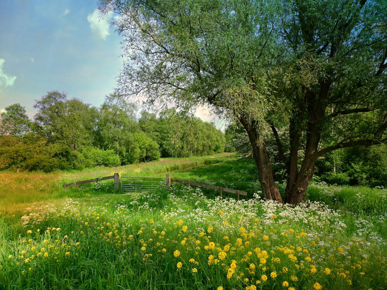 Nikon Coolpix P900 sample photo. Dutch landscape, scenic, meadow photography