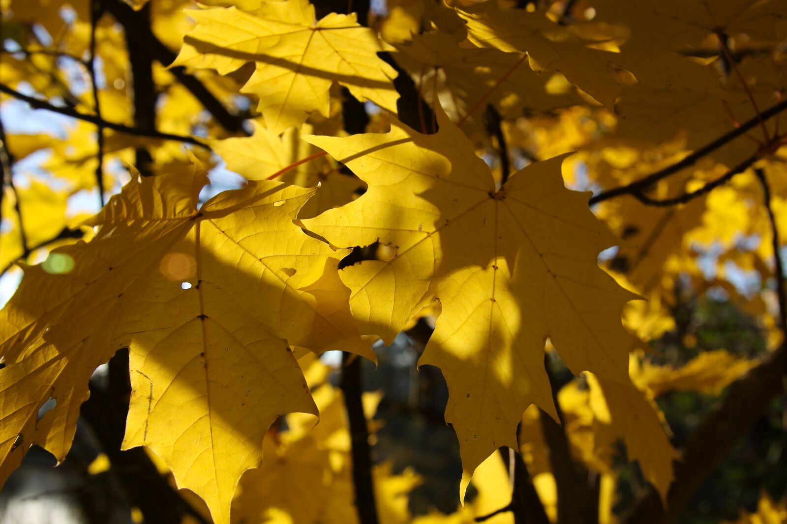 Canon EOS 50D sample photo. Autumn, fall foliage, yellow photography