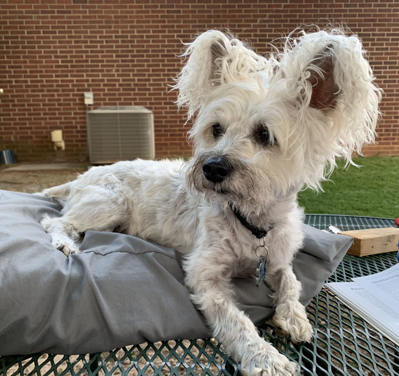 Apple iPhone XR sample photo. Dog, ears, pet photography