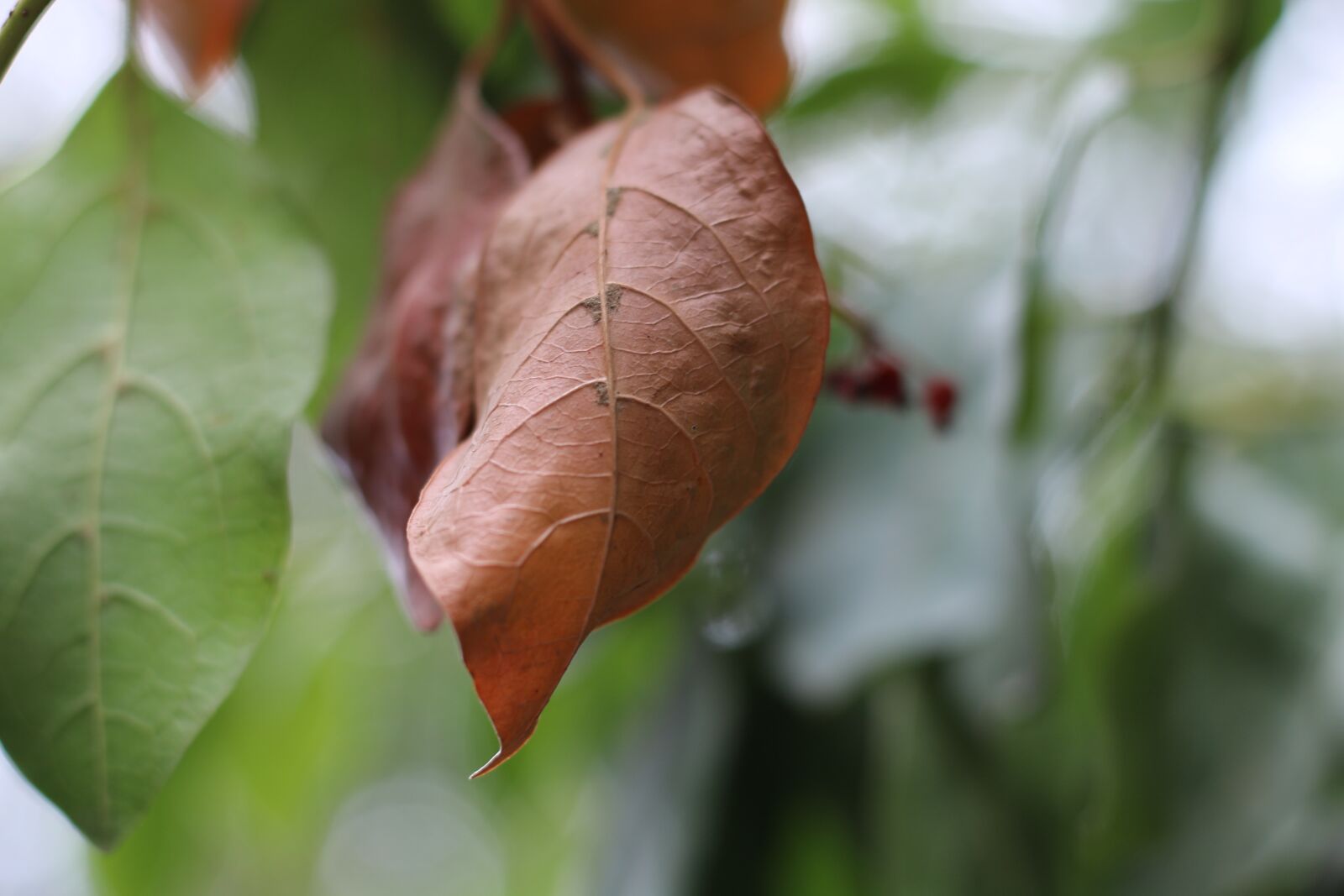 Canon EOS 70D + Canon EF 50mm F1.8 STM sample photo. Leaf, brown leaf, nature photography