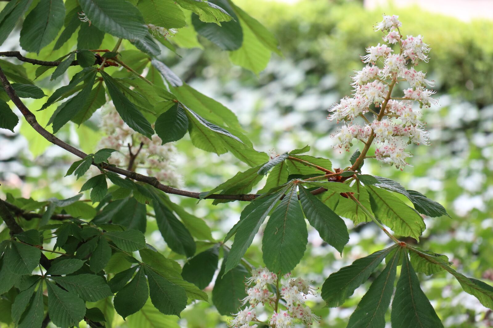 Canon EOS M6 sample photo. Spring, nature, green photography