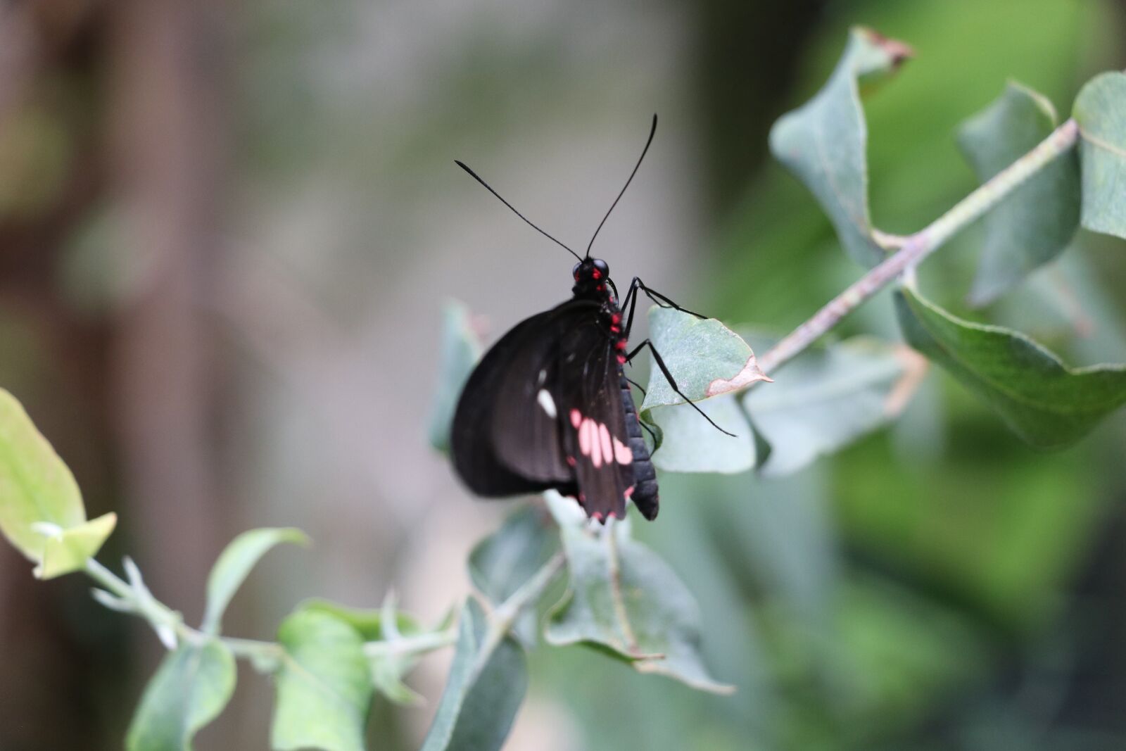 Canon EF-S 18-135mm F3.5-5.6 IS USM sample photo. Butterfly, butterflies, nature photography