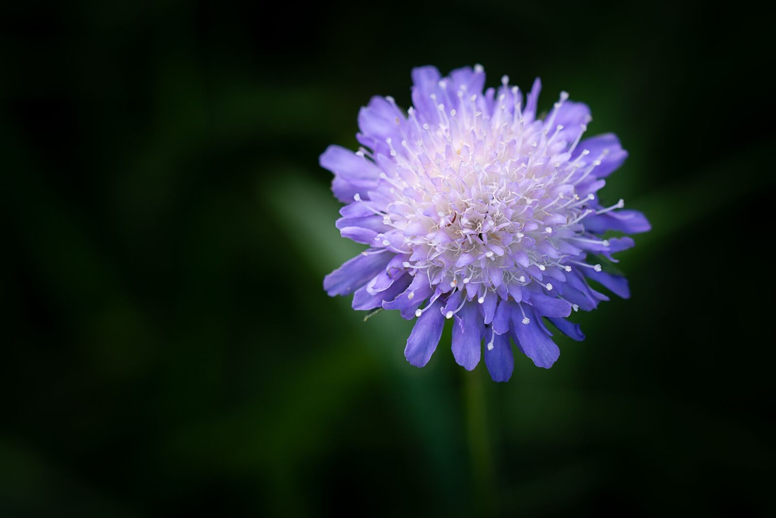 Nikon D7100 sample photo. Deaf-skabiose, pigeon scabious, flower photography