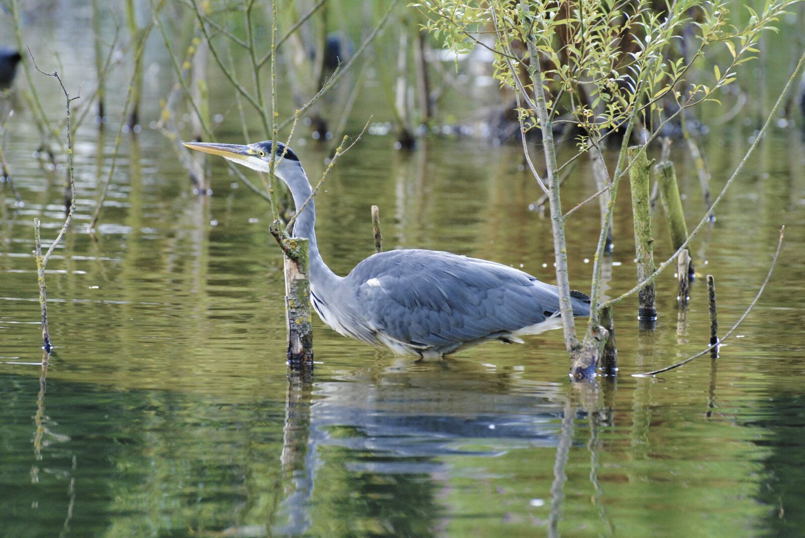 Nikon D3000 sample photo. Water, nature, lake photography