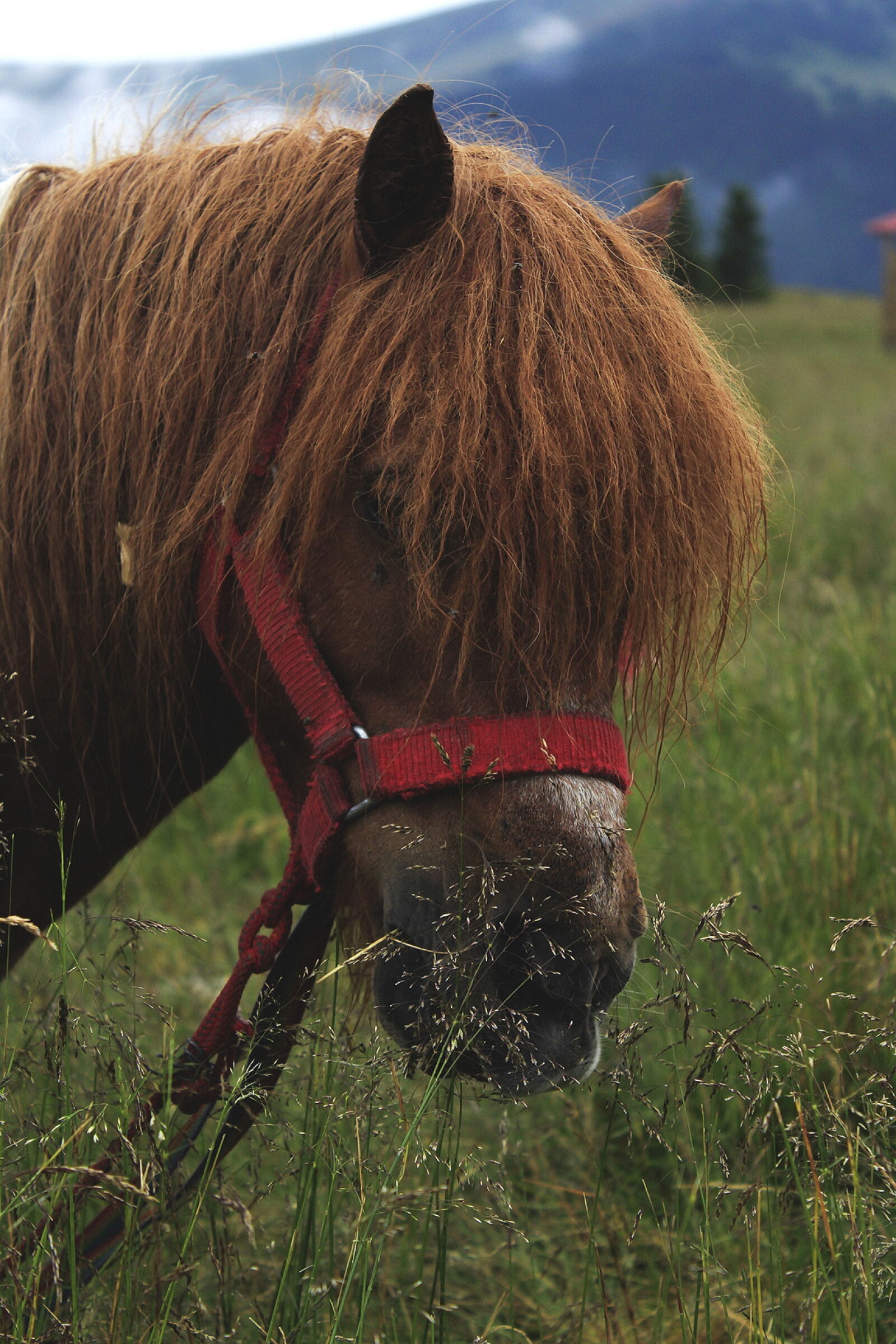 Canon EOS 1200D (EOS Rebel T5 / EOS Kiss X70 / EOS Hi) sample photo. Blue, mountains, horse photography