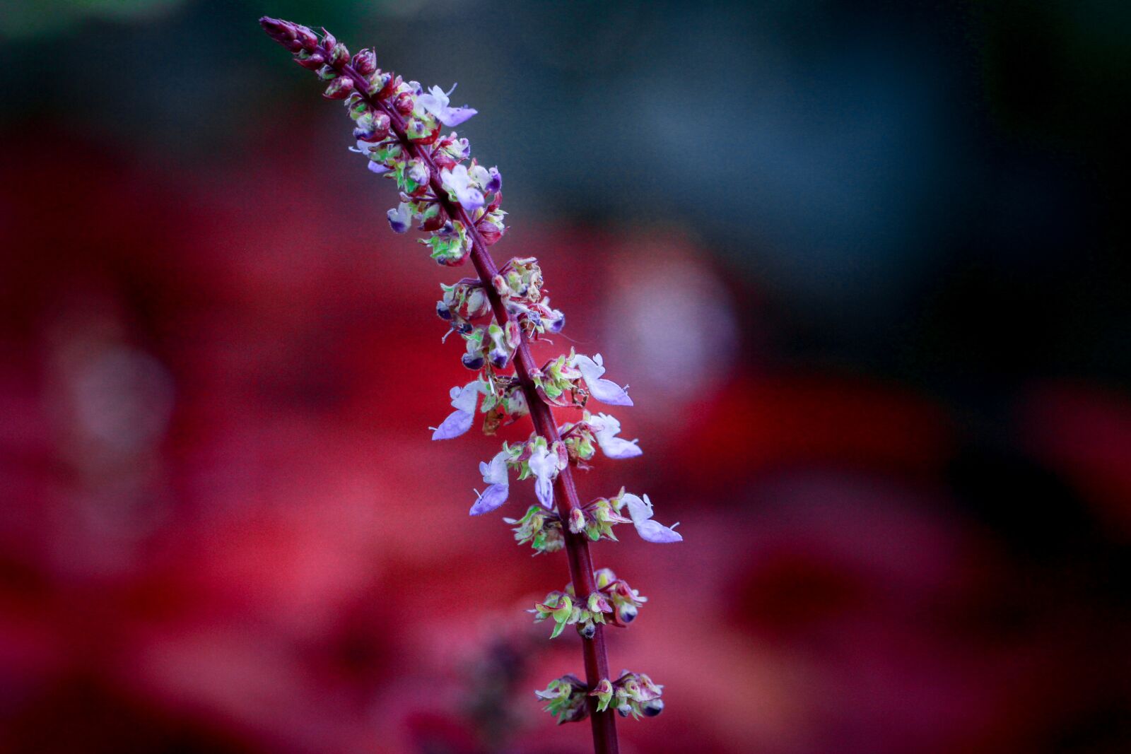 Canon EF 100mm F2.8L Macro IS USM sample photo. Flower, red, violet photography