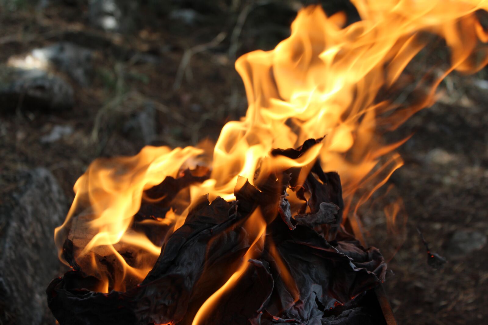 Canon EOS 600D (Rebel EOS T3i / EOS Kiss X5) sample photo. Nature, fire, outing photography