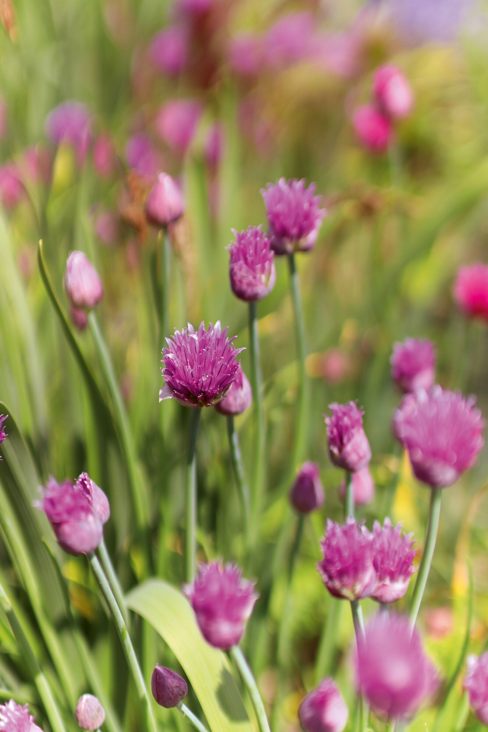 Canon EOS 77D (EOS 9000D / EOS 770D) sample photo. Chives, allium schoenoprasum, nytl photography