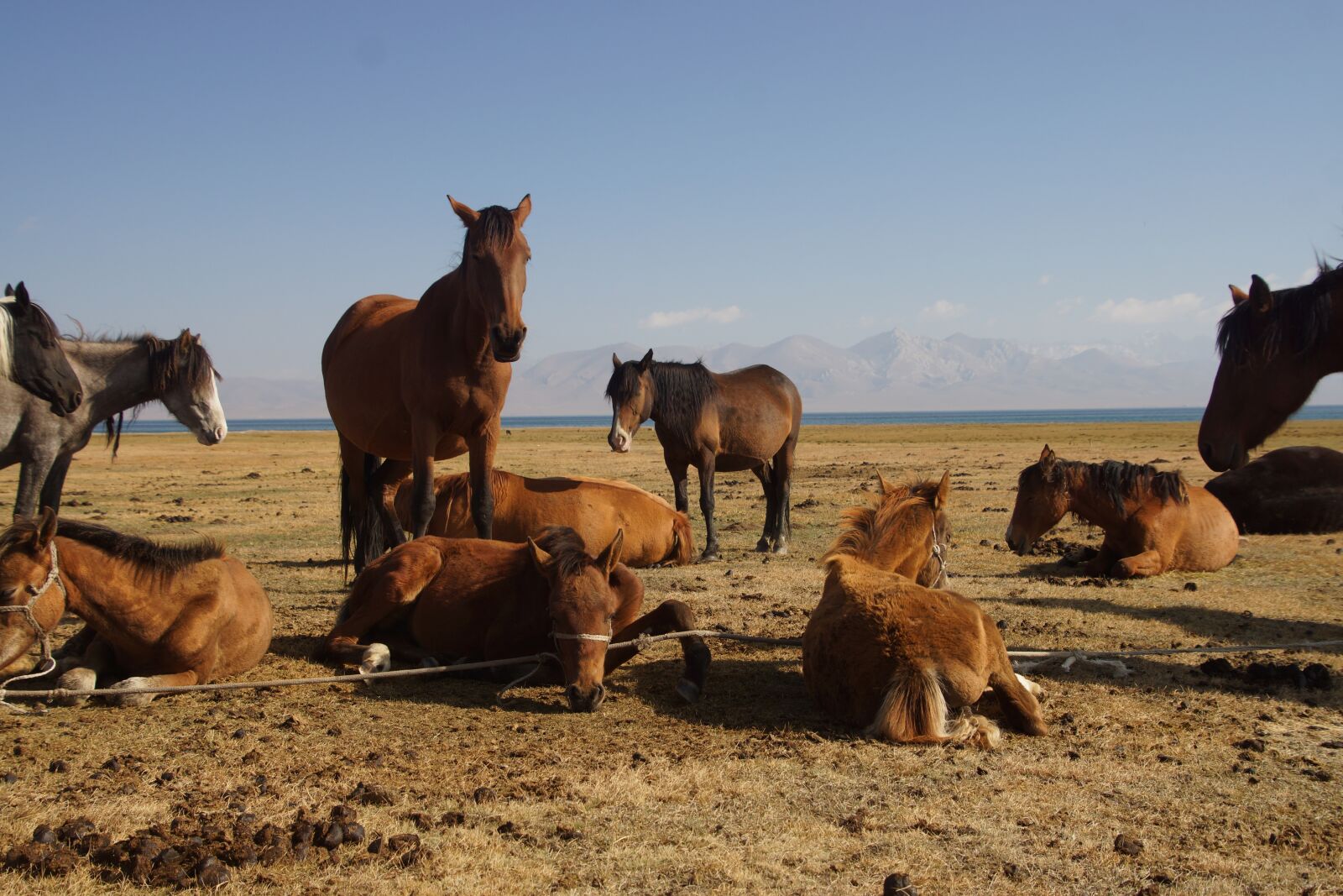 Tamron 16-300mm F3.5-6.3 Di II VC PZD Macro sample photo. Kyrgyzstan, song kul, landscape photography