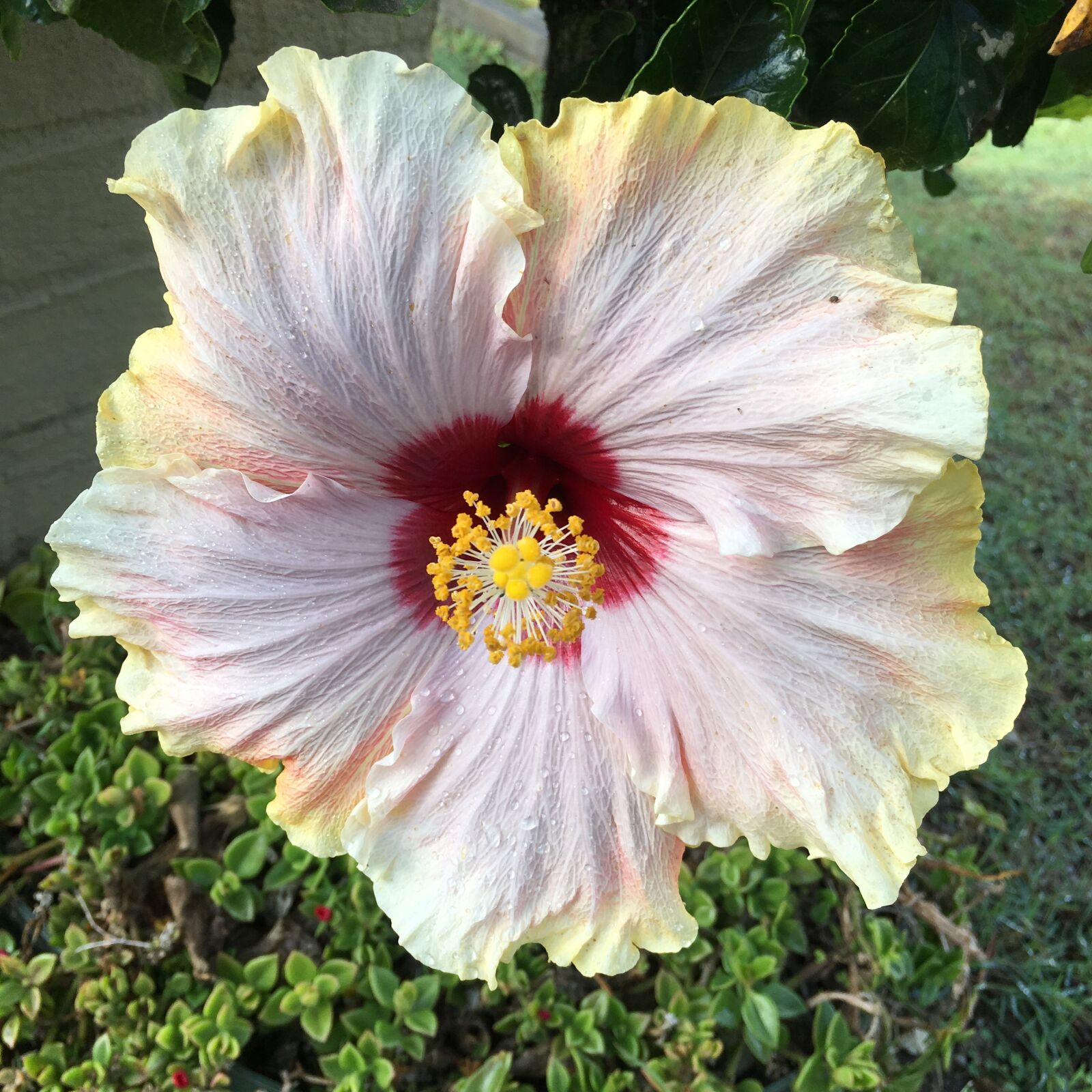 Apple iPhone 6s sample photo. Flower, nature, petals photography