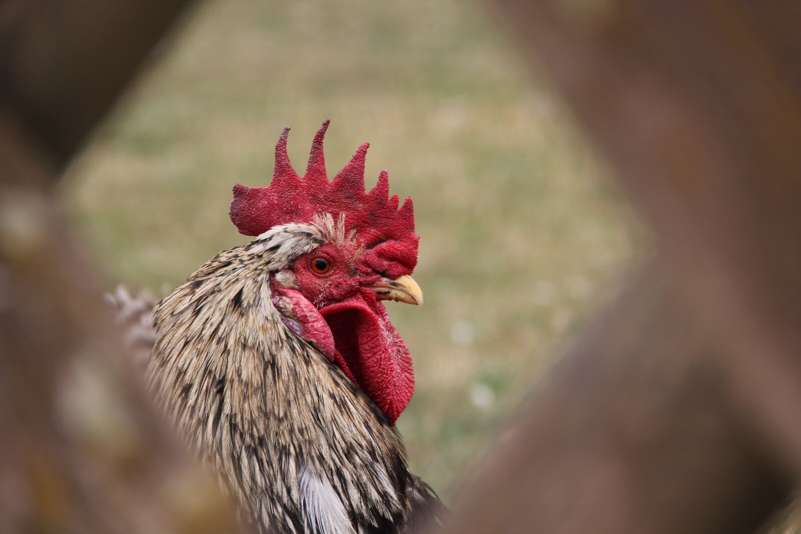 Canon EOS 60D sample photo. Hahn, animal, farm photography