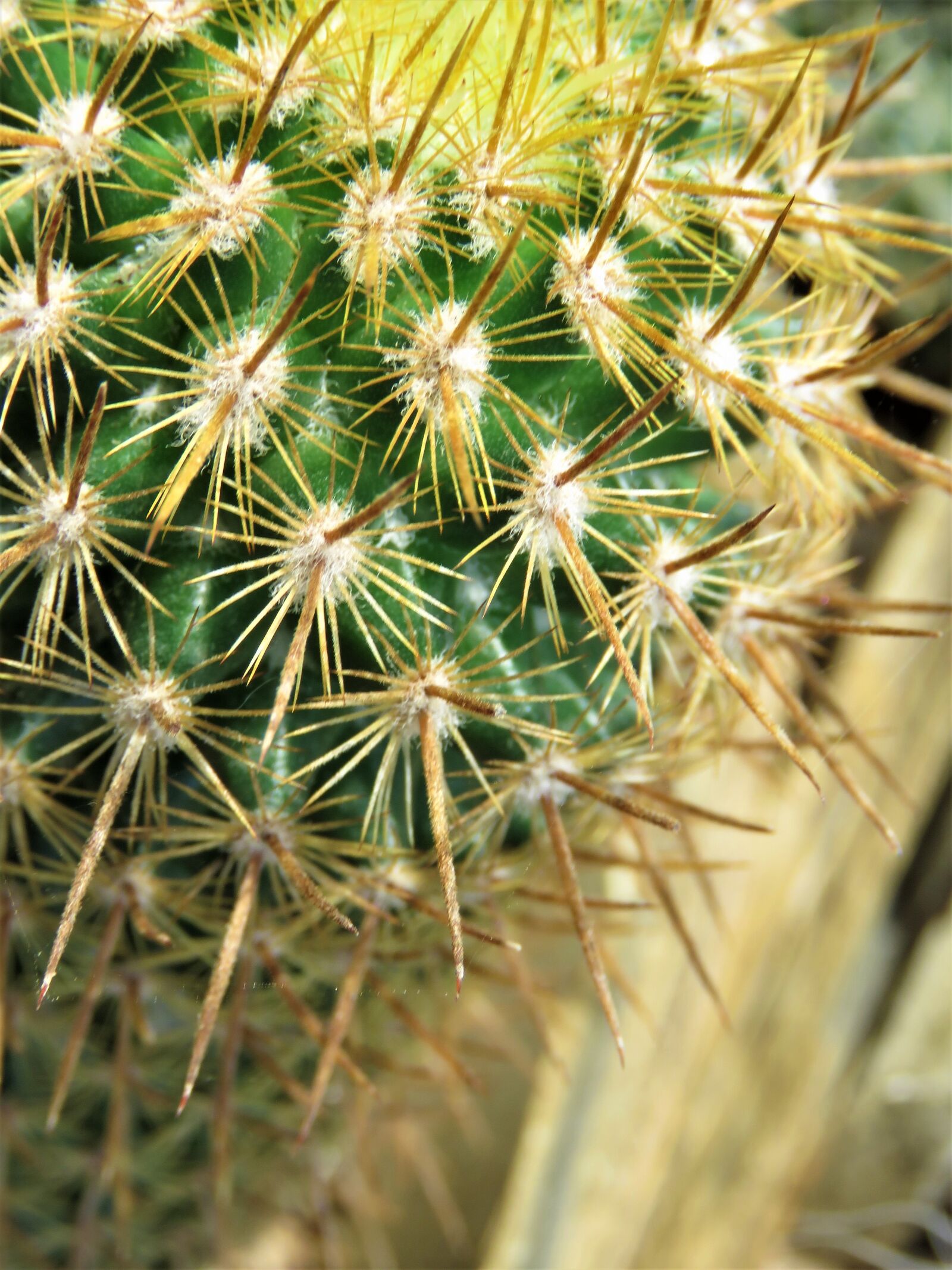 Canon PowerShot SX60 HS sample photo. Cactus, plant, nature photography