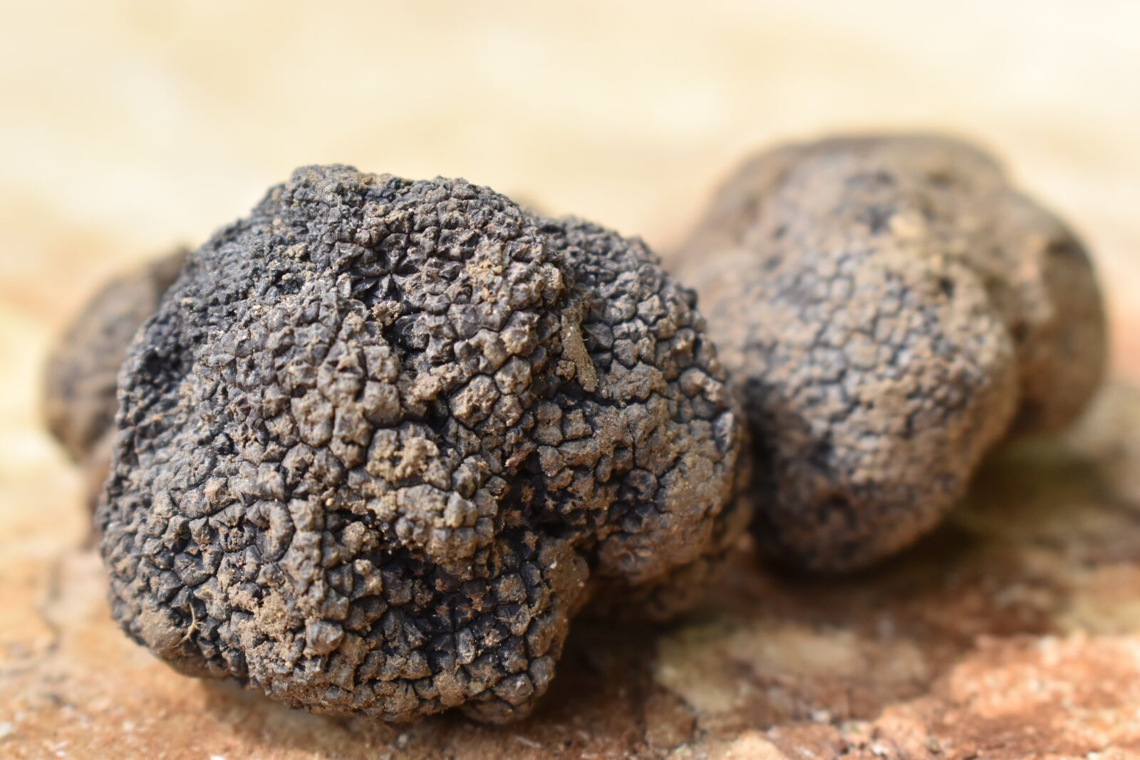 Nikon D5600 sample photo. Truffle, truffles, tuber photography