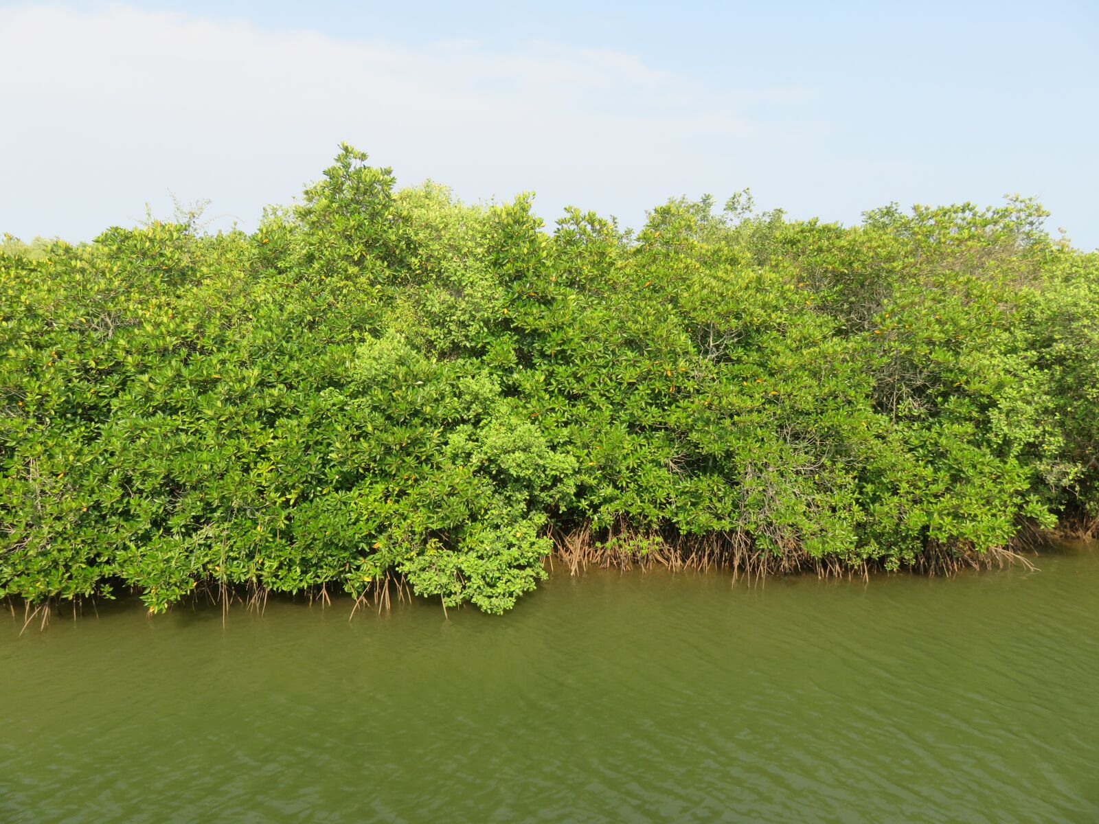 Canon PowerShot SX710 HS sample photo. Green, water, nature photography