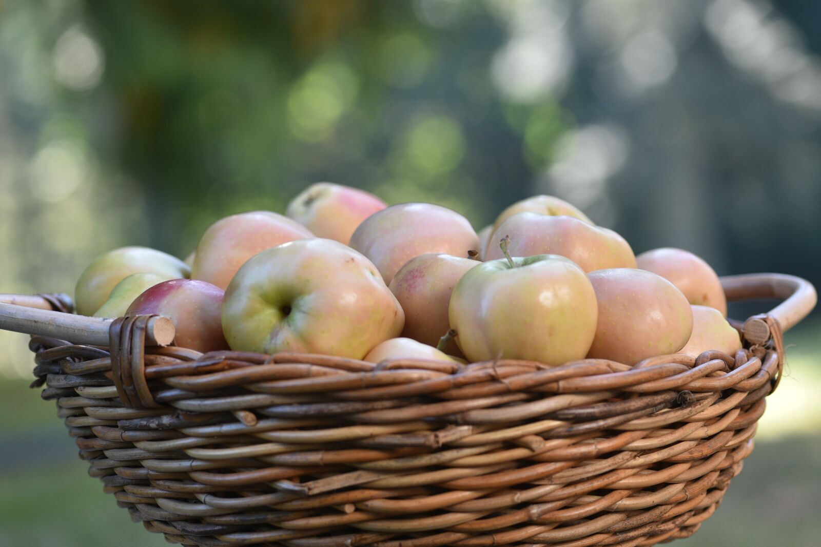 Nikon D750 sample photo. Apples, basket, harvest photography