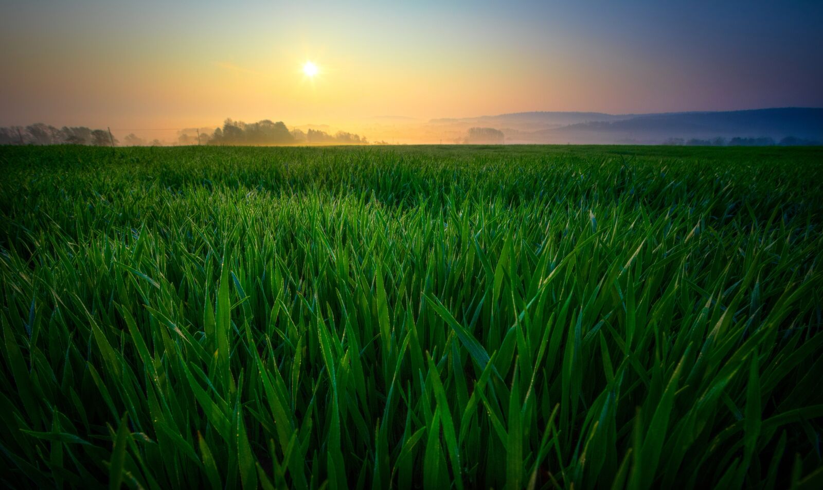 Nikon D600 sample photo. Sunrise, field, nature photography