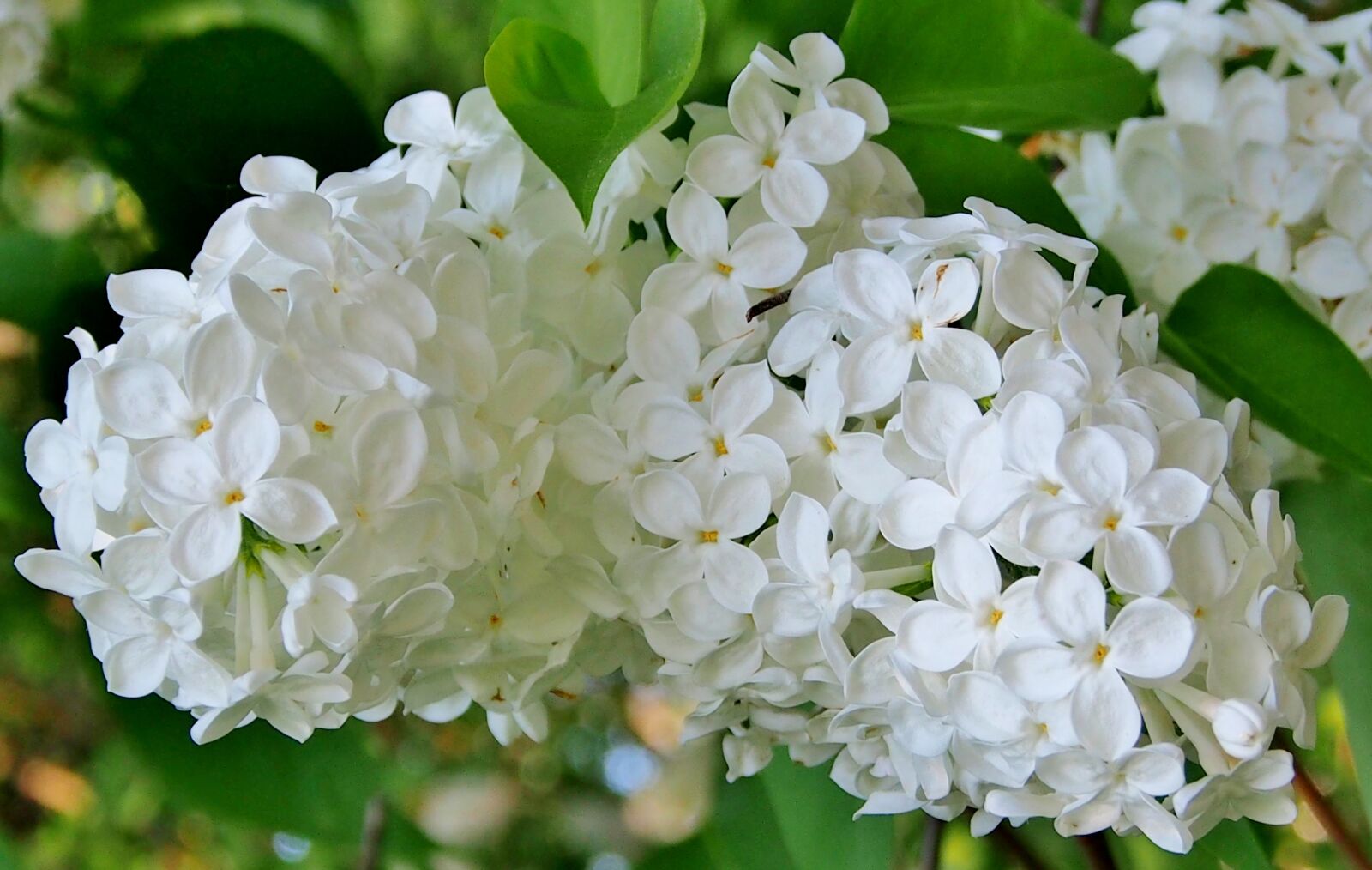 Olympus OM-D E-M5 sample photo. White lilac, flowers, spring photography