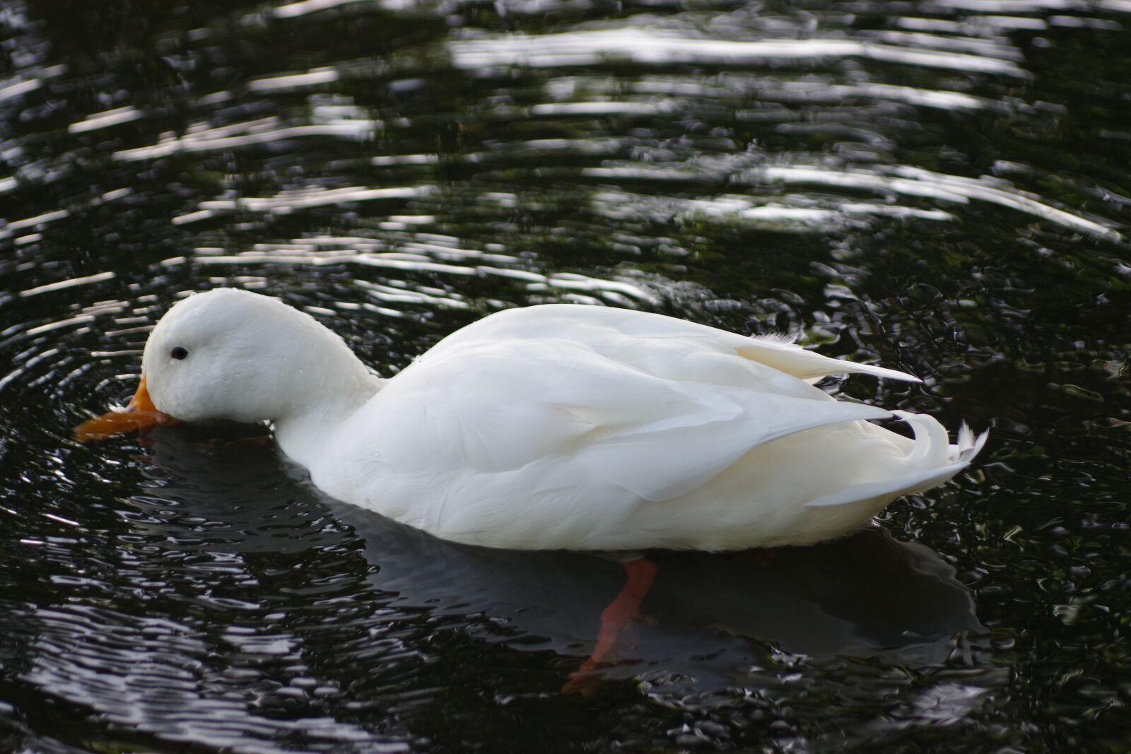 Pentax K-70 sample photo. The birds, feather, nature photography