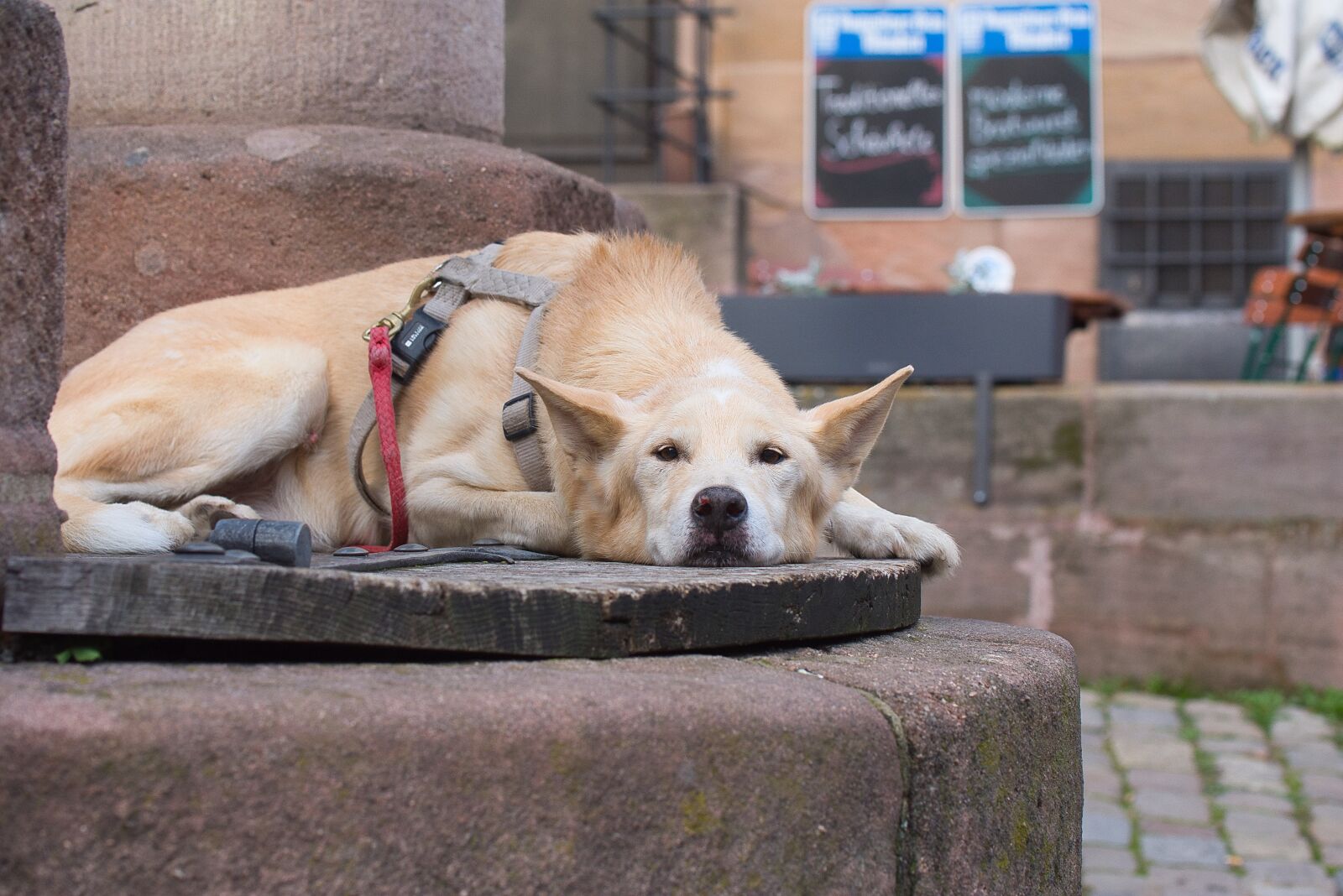 Nikon D7200 sample photo. Dog, tired, pet photography