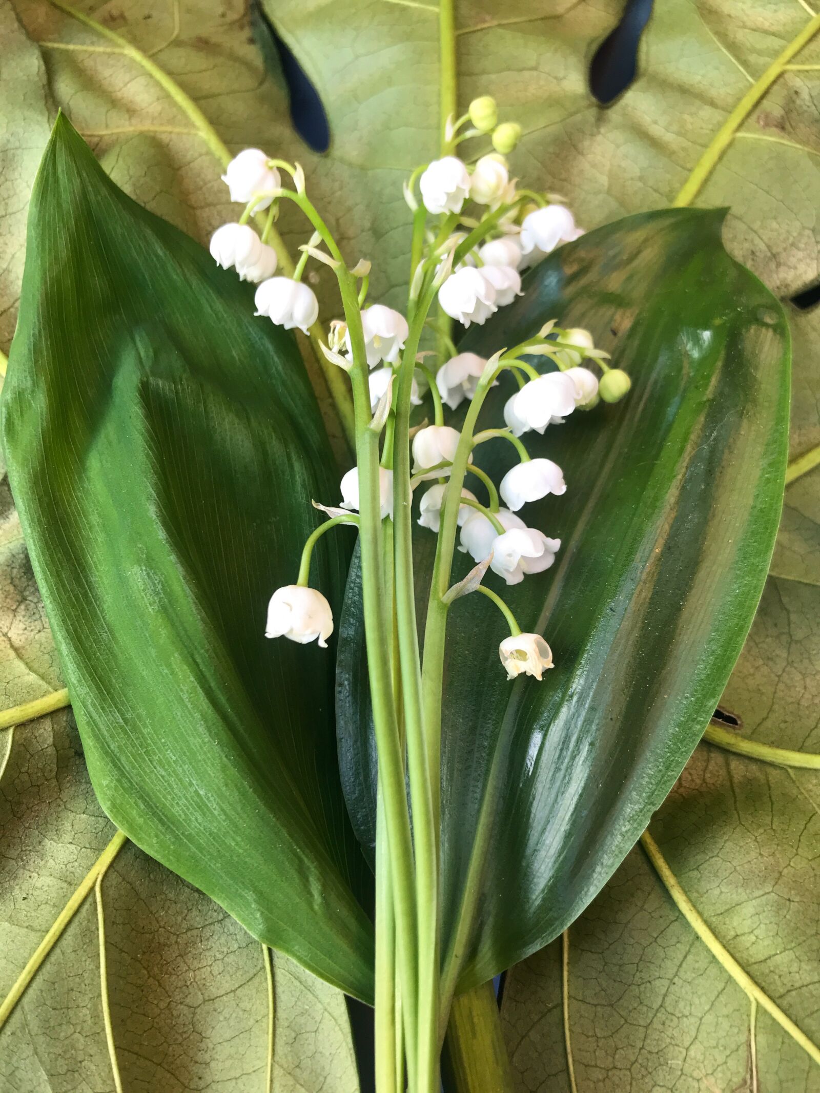 iPhone 7 back camera 3.99mm f/1.8 sample photo. Lily of the valley photography