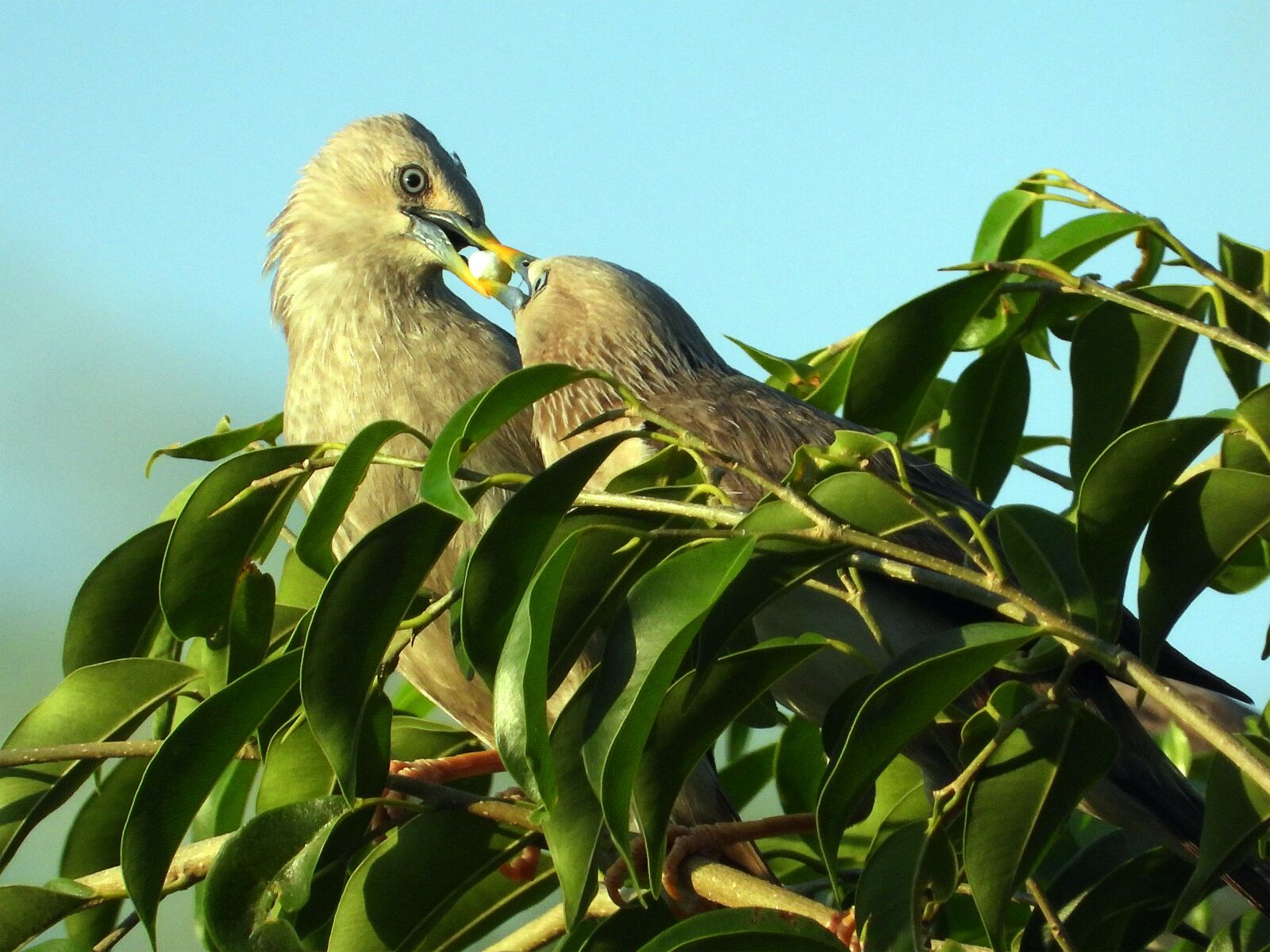 Nikon Coolpix P1000 sample photo. Sank, birds, deep photography